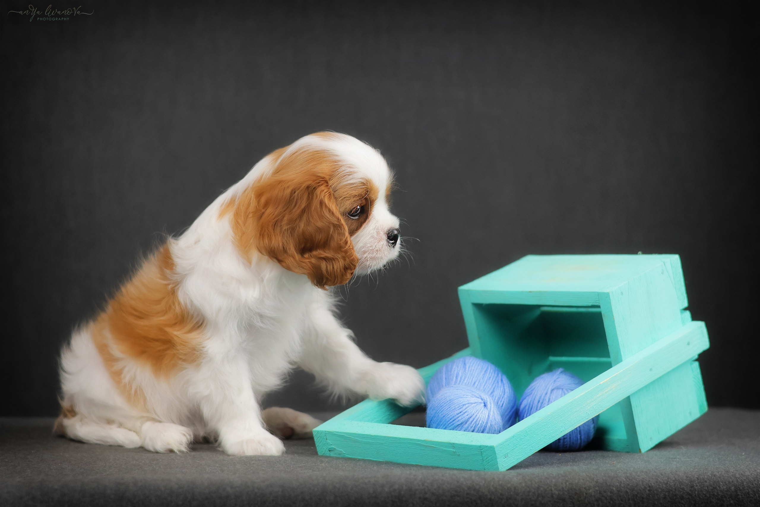 Кавалерчики. Фотограф анималист Аня Ливанова | Рыбинск