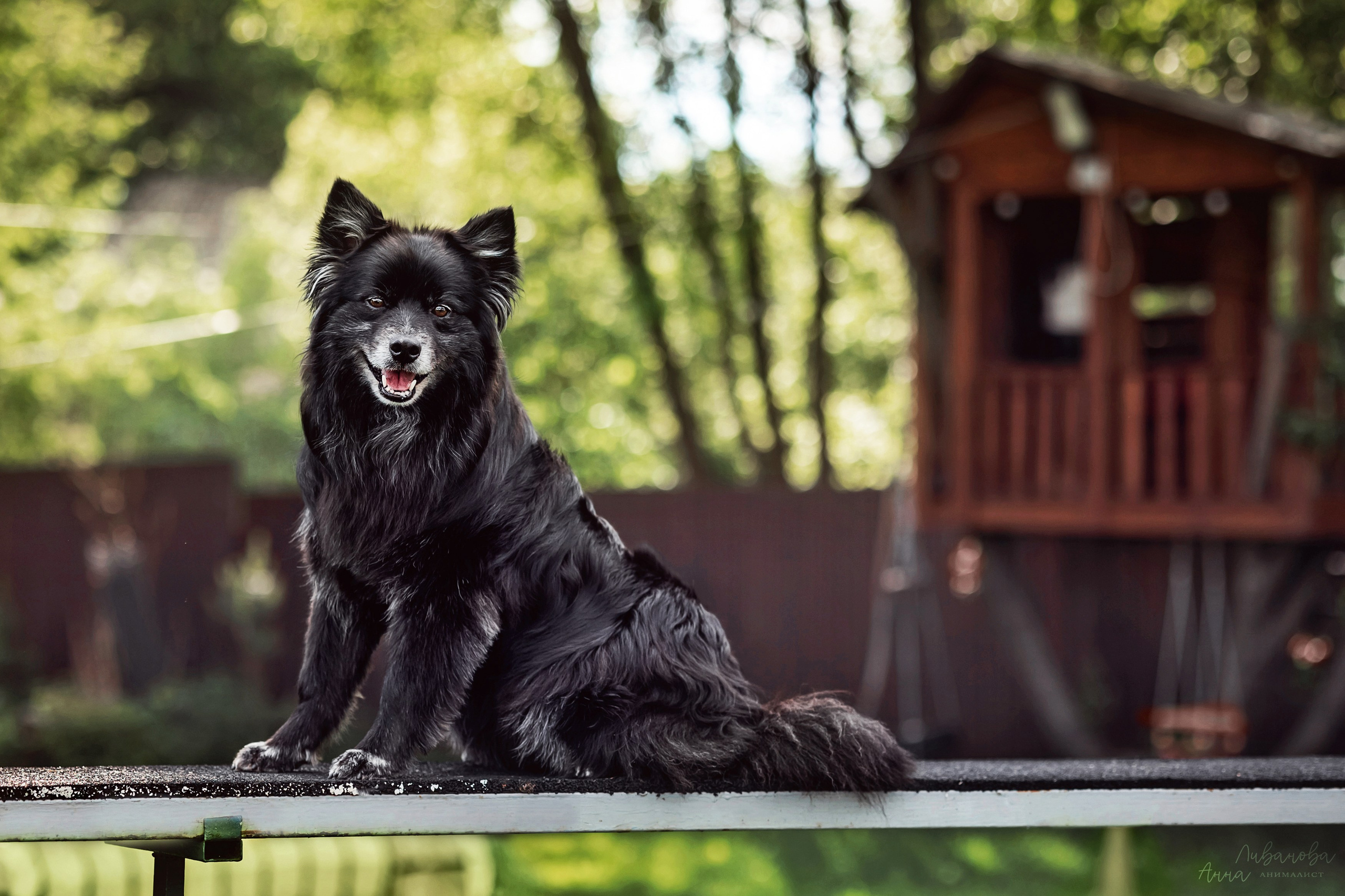 Рита и Ко. Фотограф анималист Аня Ливанова | Рыбинск