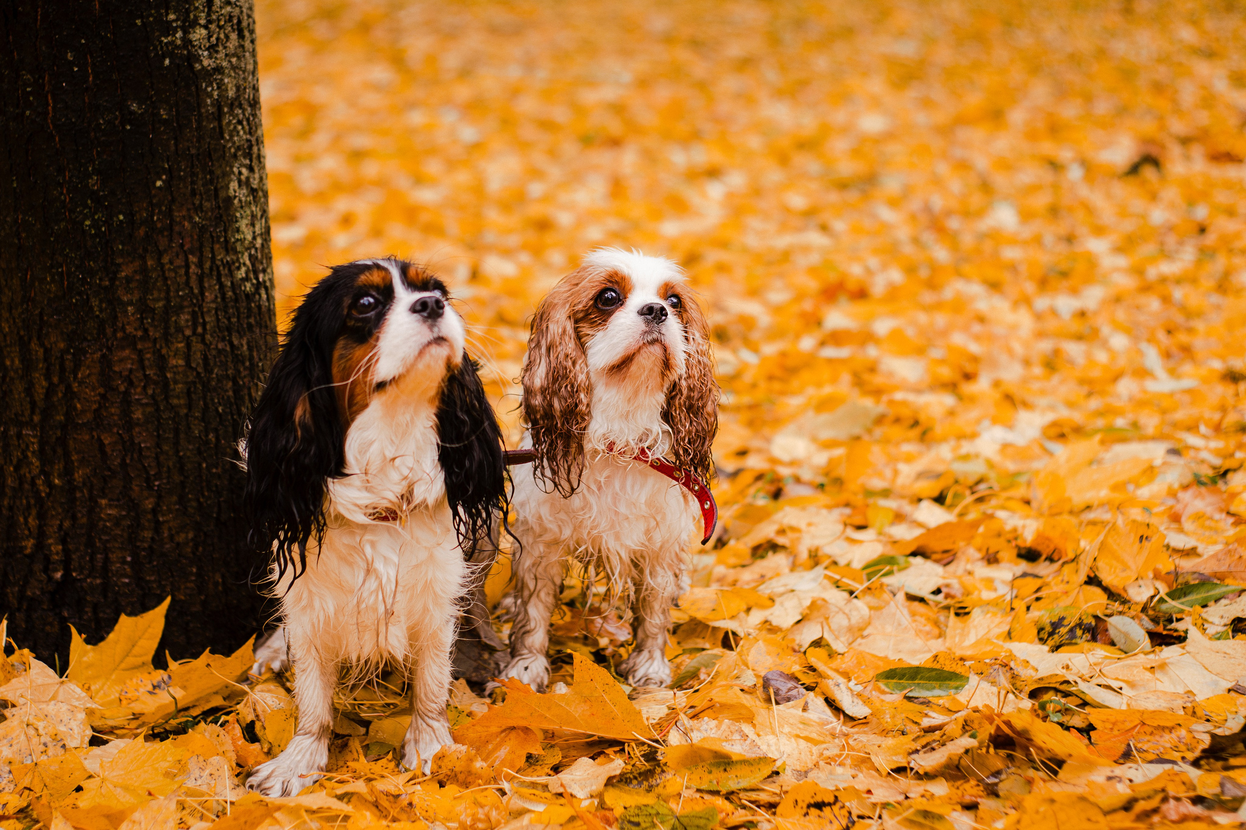 Жанна и кавалеры. Фотограф-анималист Мария Баркевич | Москва