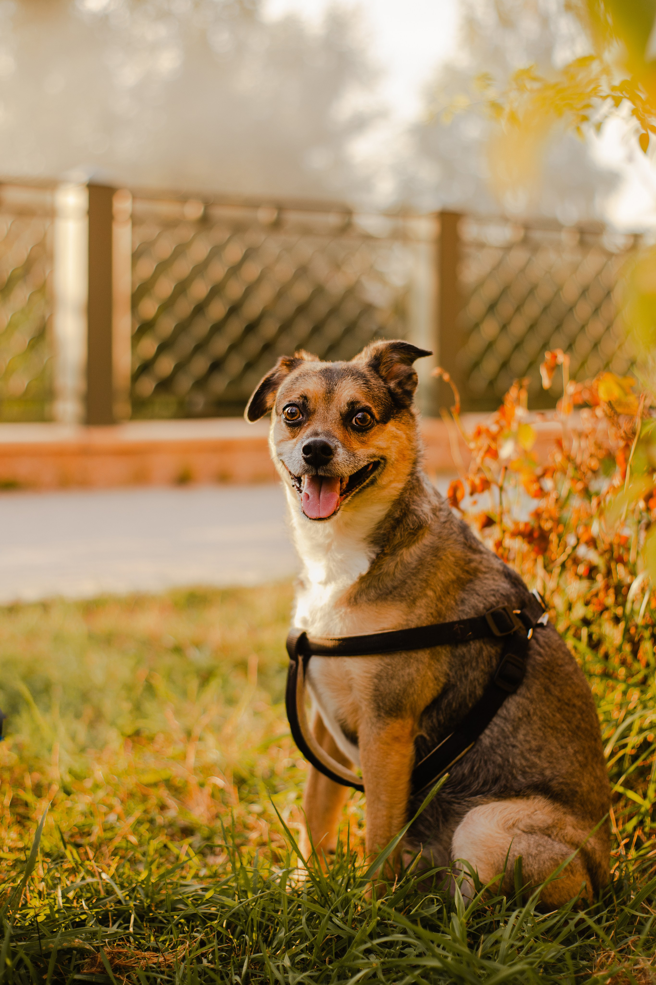 Виктория и Раф. Фотограф-анималист Мария Баркевич | Москва