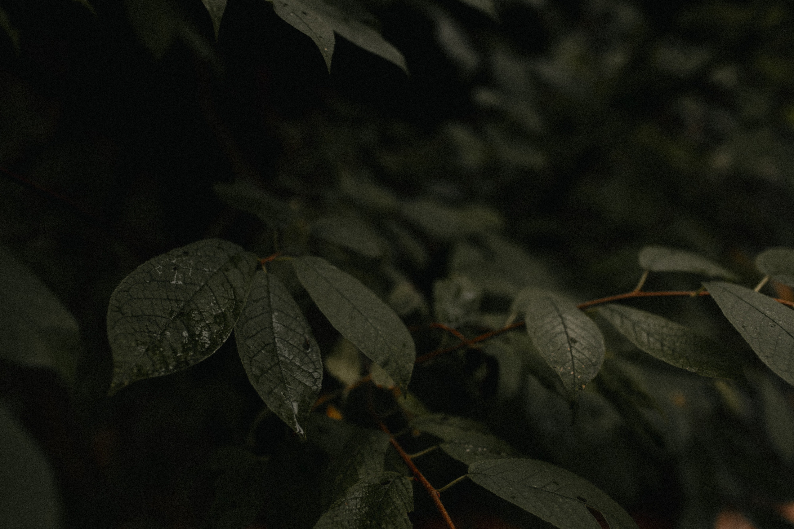 Николай и Елена. Свадебный фотограф Артак Костанян