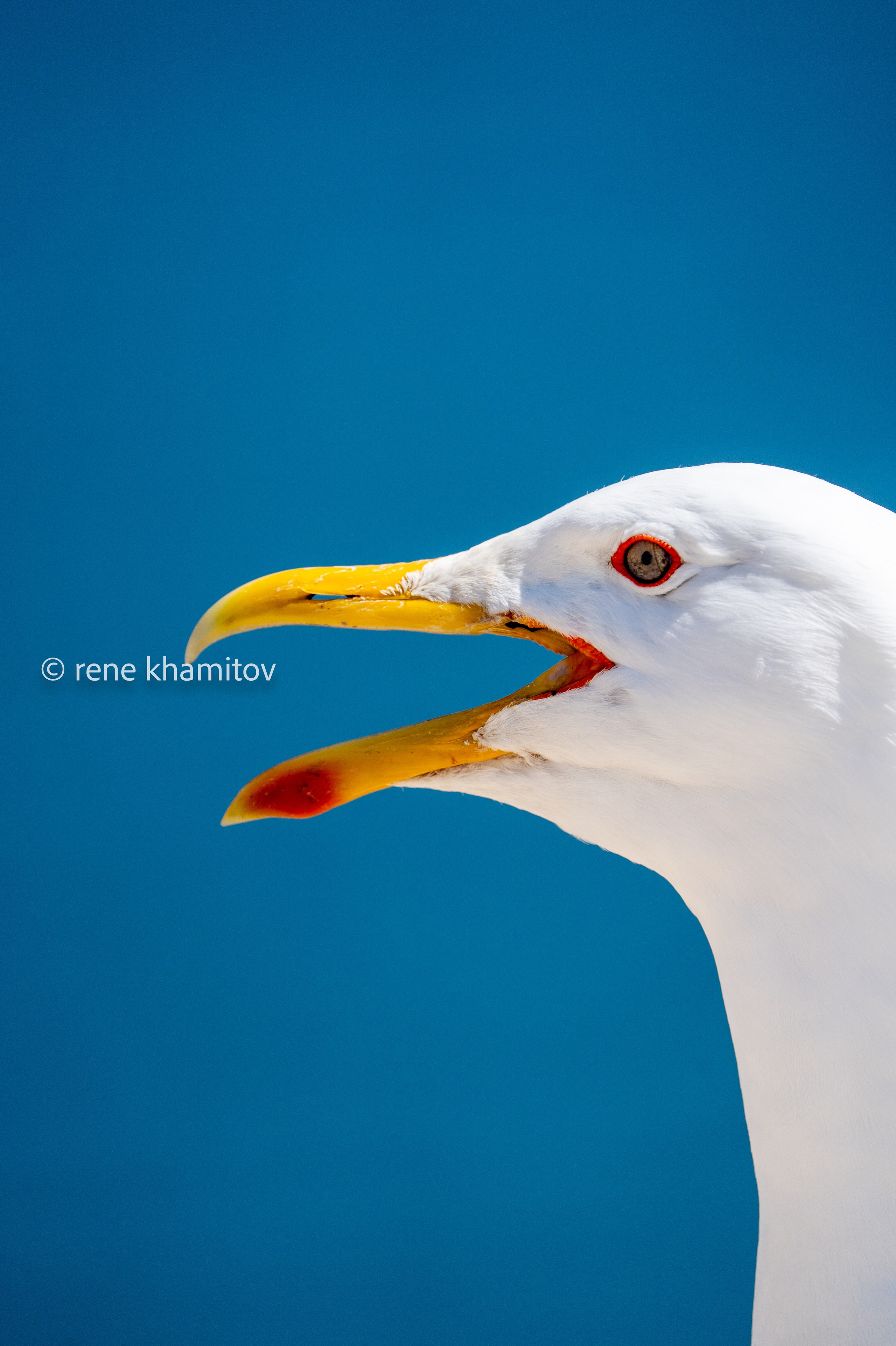 Birds filming: feeding, nesting. Kharantsy island, Baikal. Pictures of Rene Khamitov