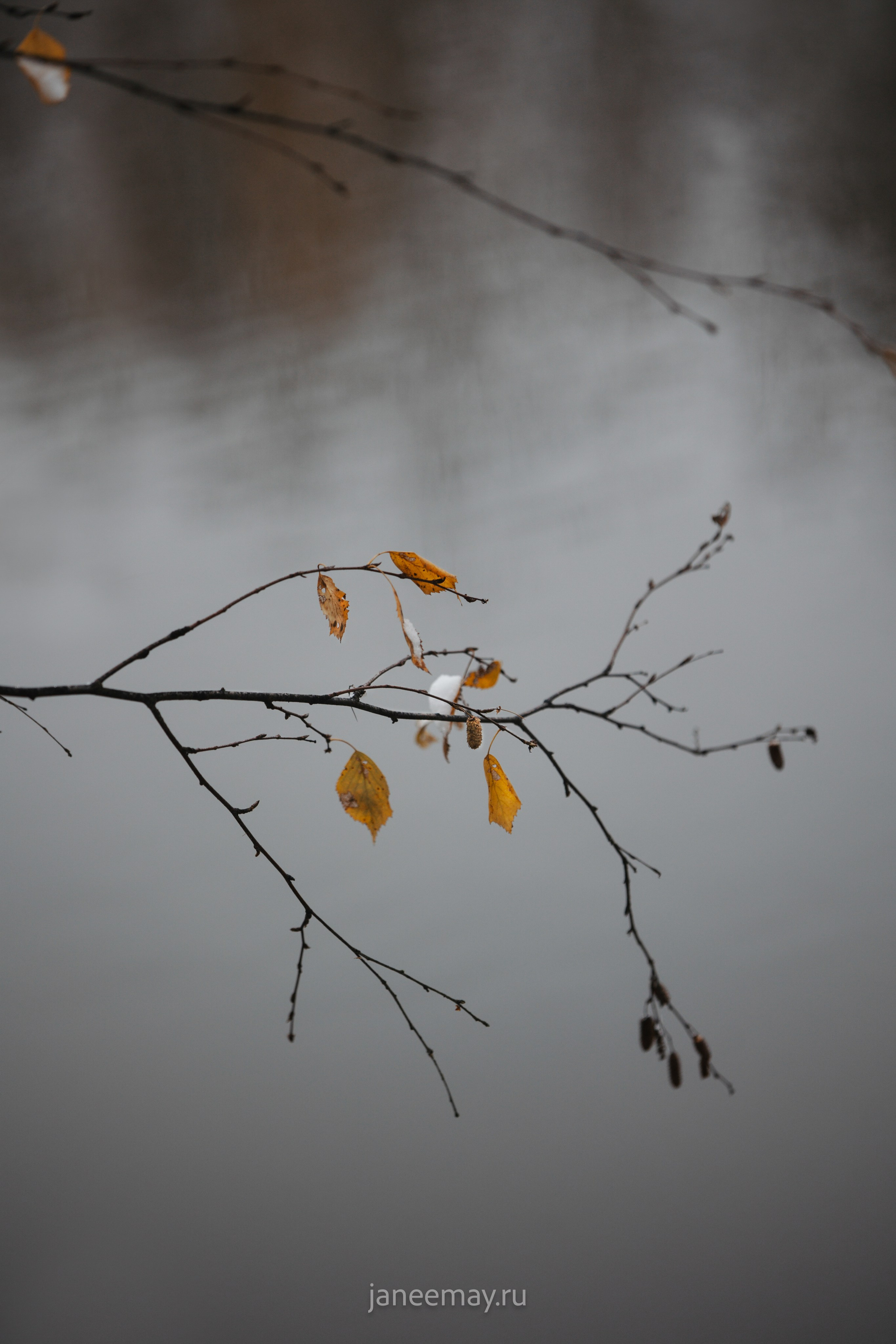 Фото собак, животных зимой. Фотограф анималист в Москве Майорова Евгения