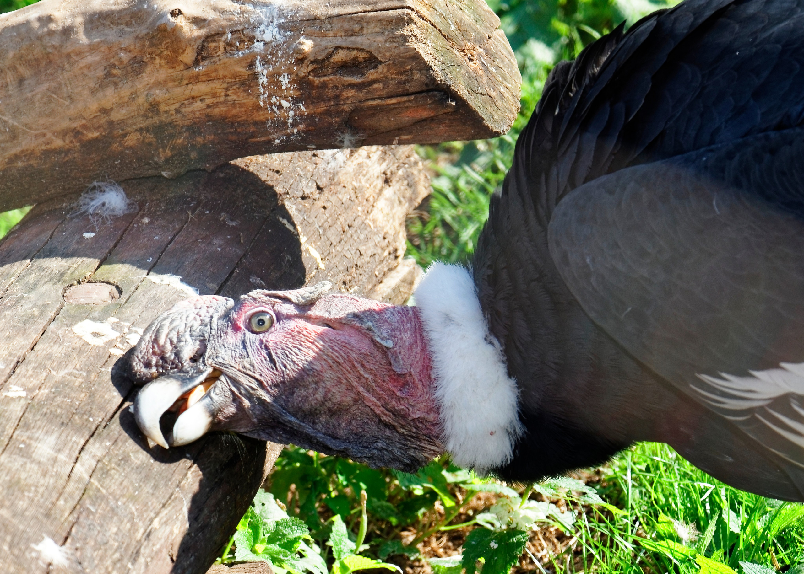 МОСКОВСКИЙ ЗООПАРК. Фотограф Владимир Роля