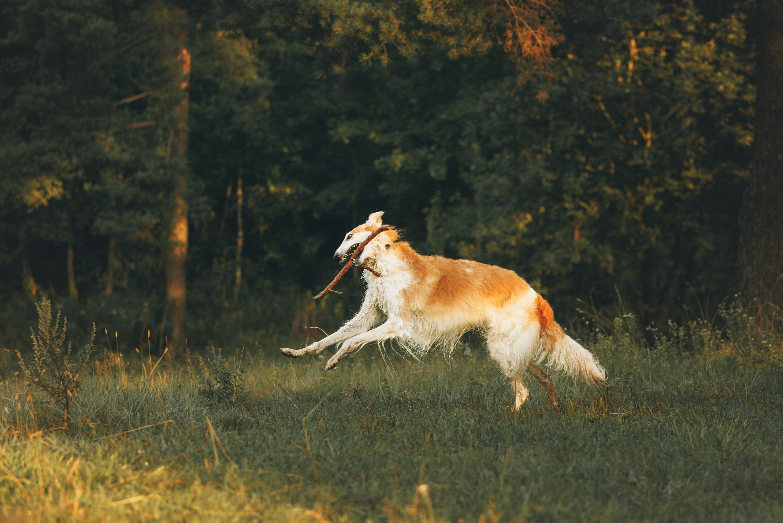 Сергей, Оксана и Жара. Фотограф анималист Осипчикова Мария