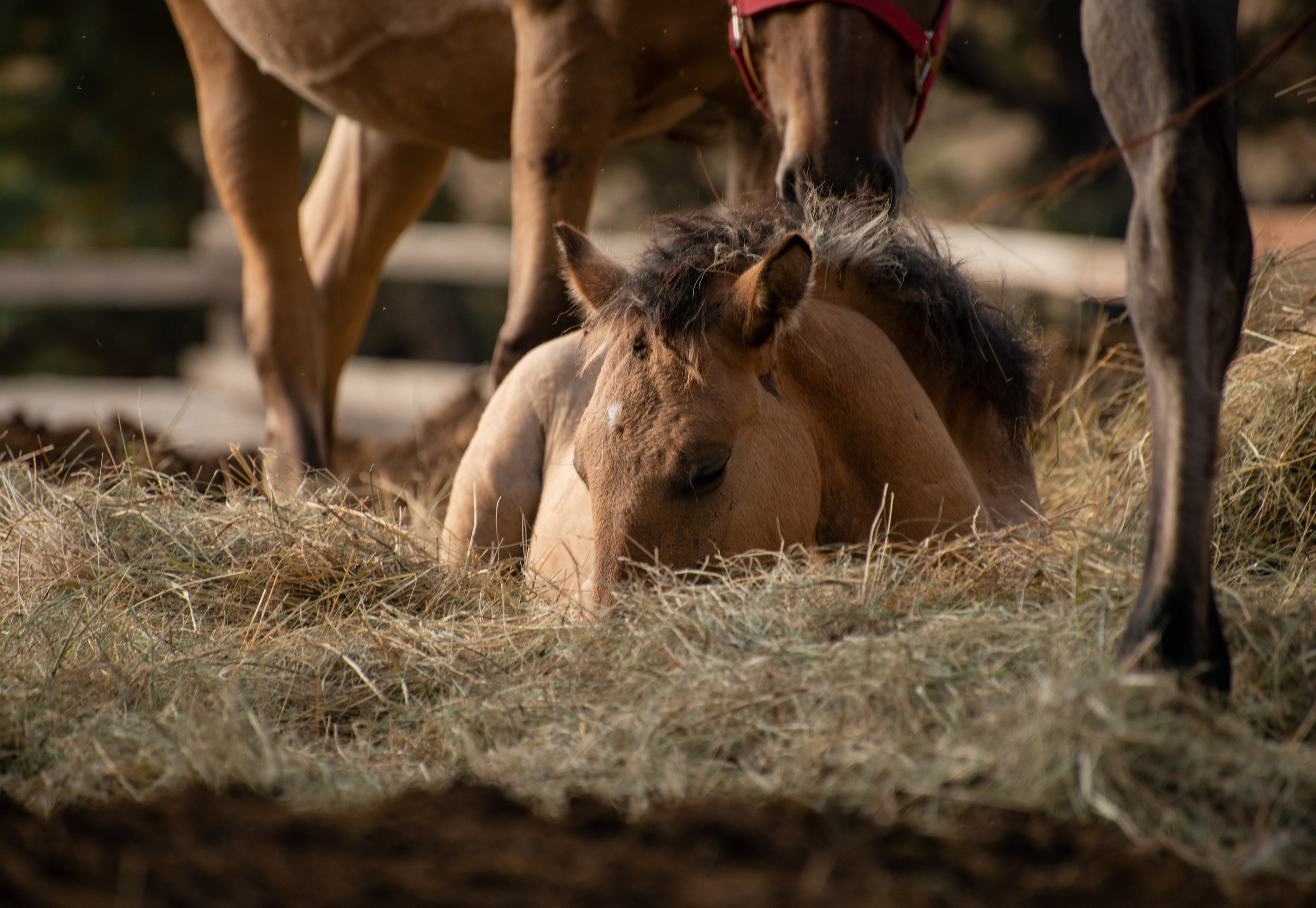 Гости в Родославном. Конный фотограф в Саратове Юлия Иванова