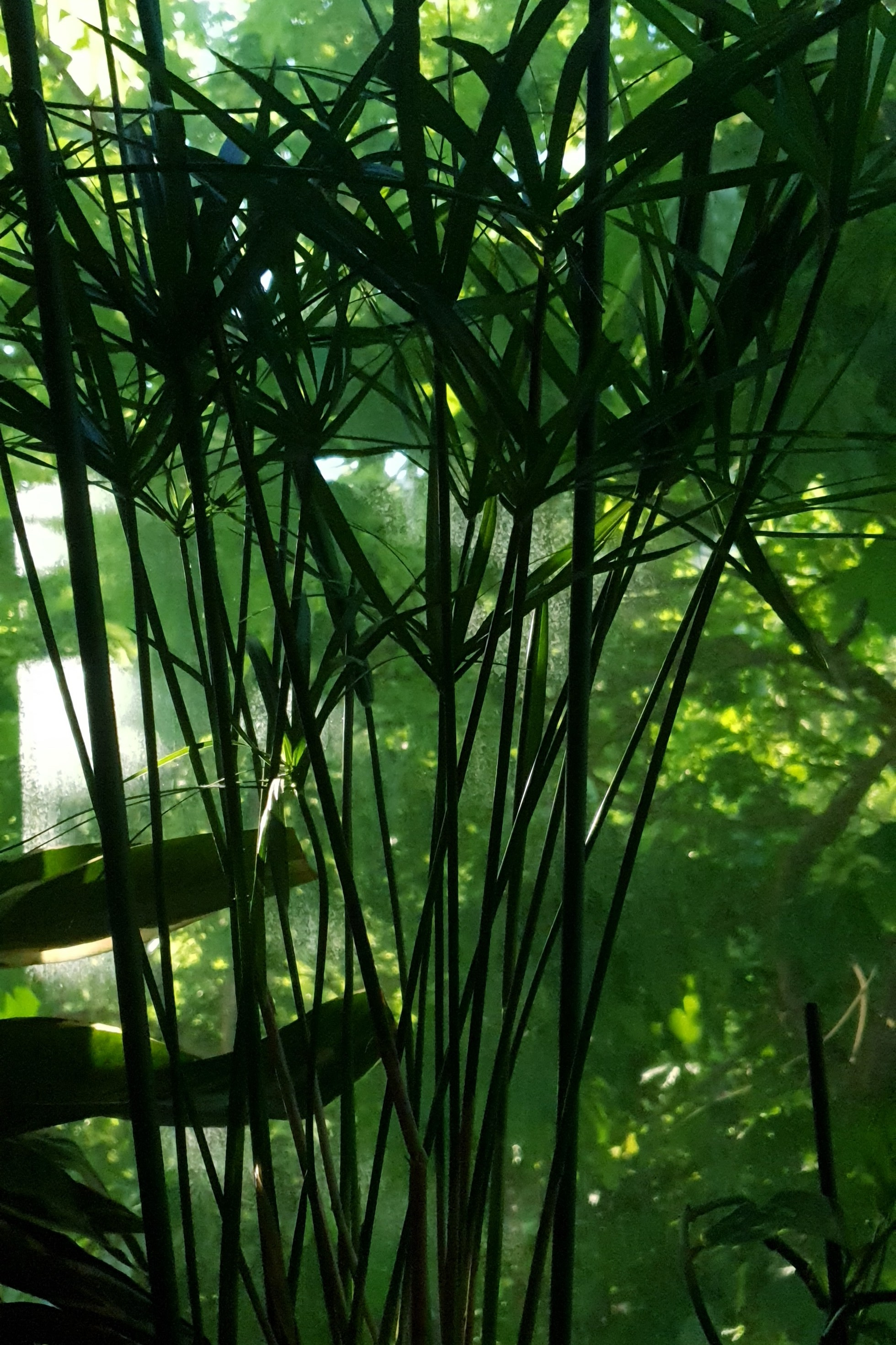 Автор: Гузель Каримова