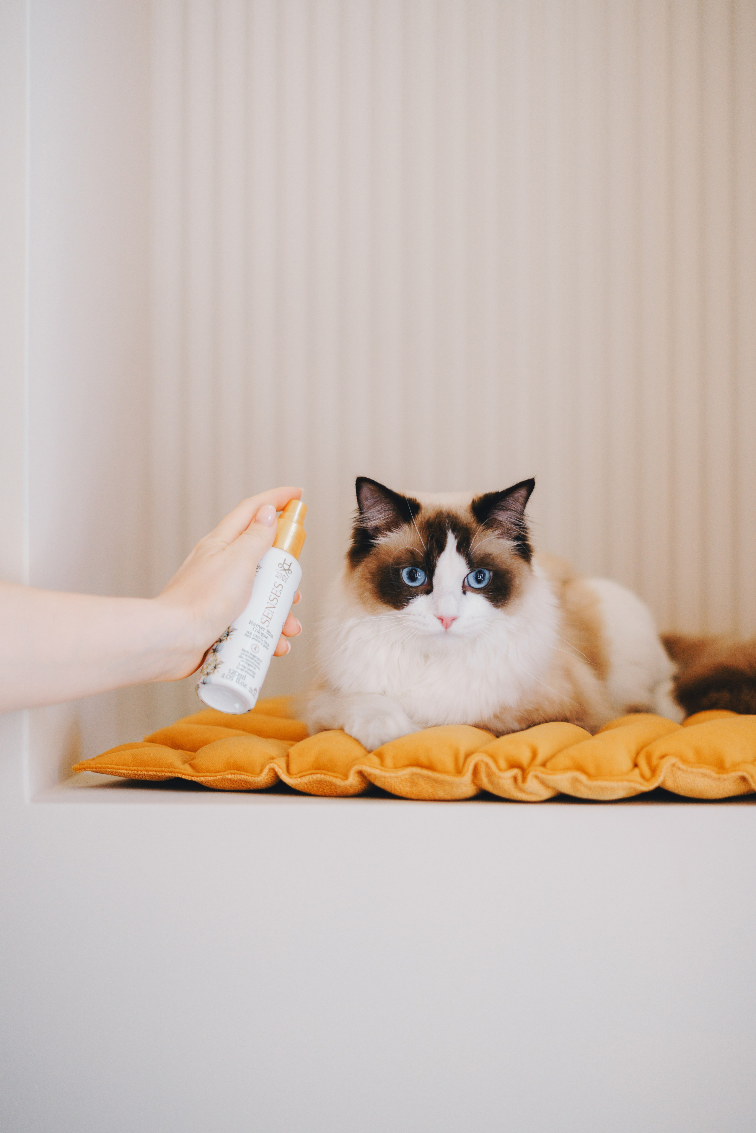 Груминг-салон. Фотограф анималист Осипчикова Мария