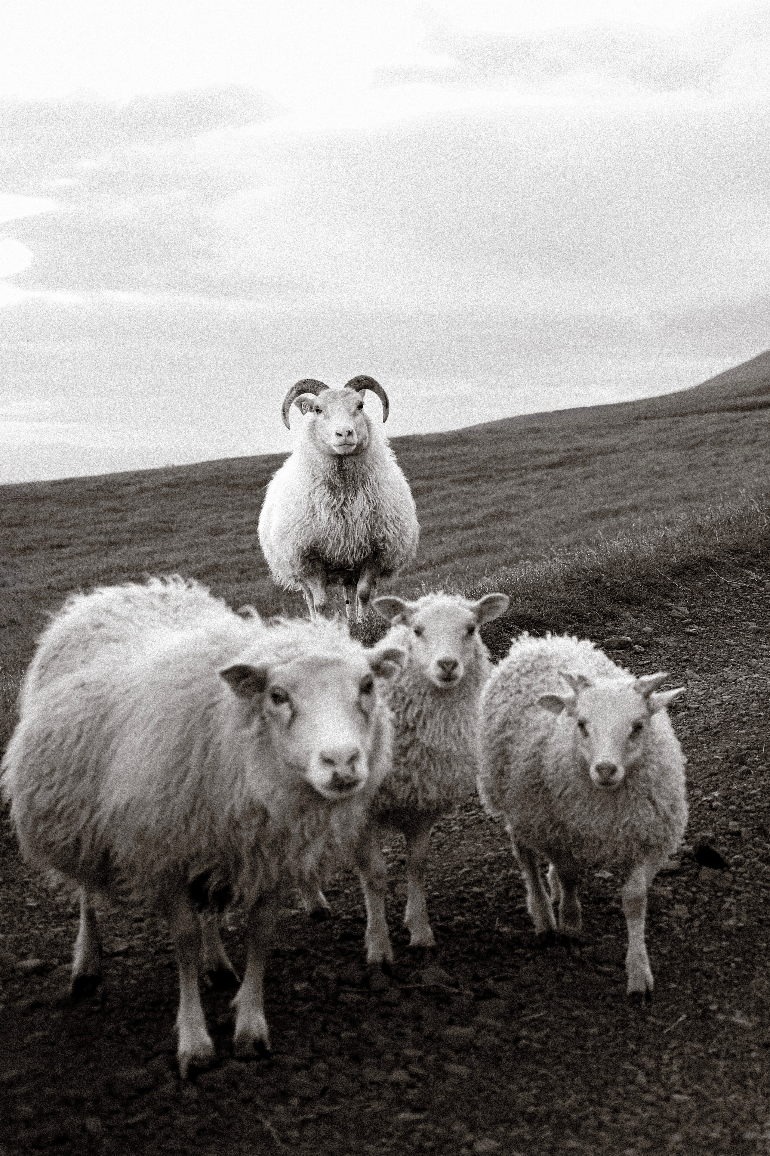 Iceland. Photographer