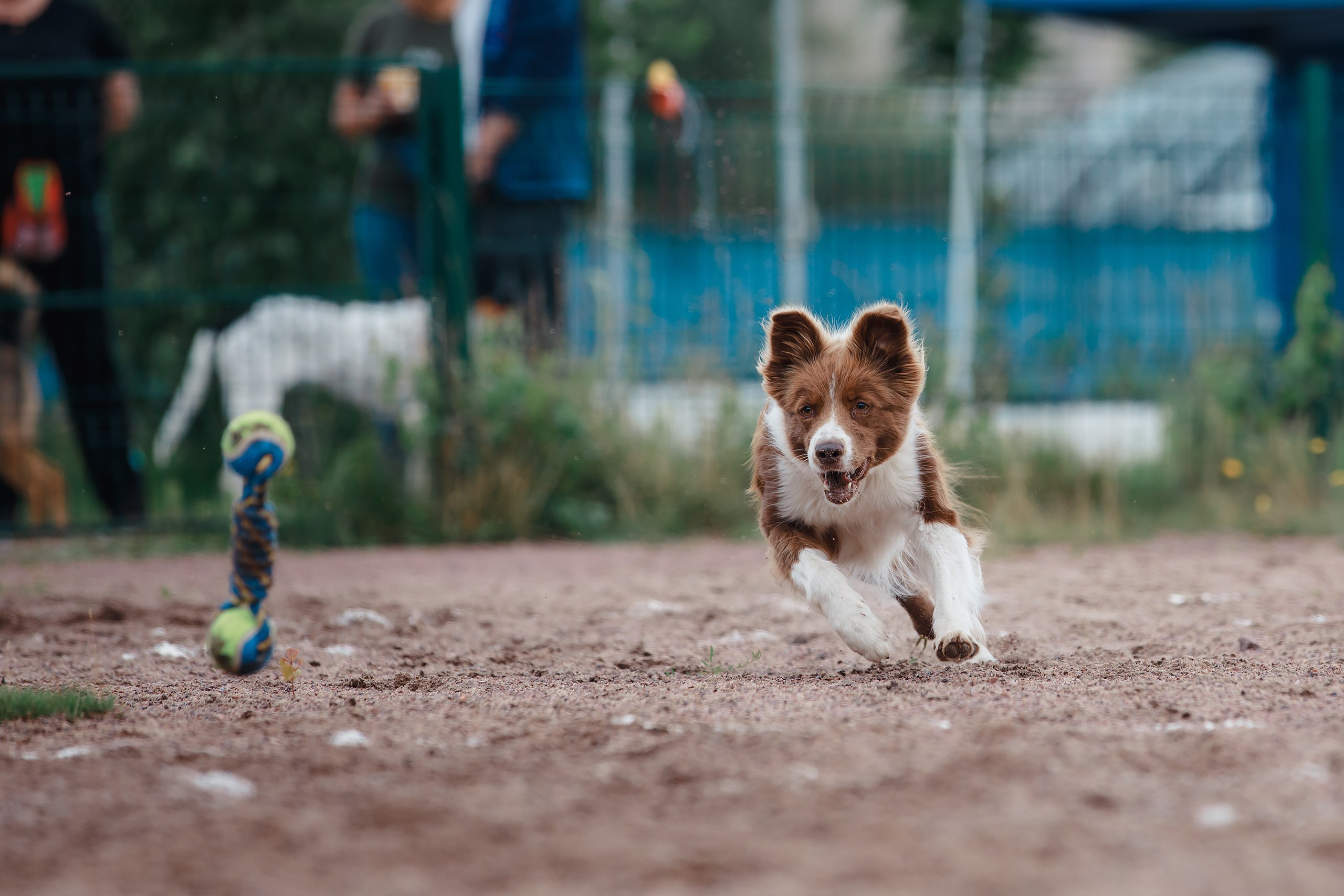 Питч&Гоу + веселые старты. Фотограф-анималист Mary Mart — Москва, Питер