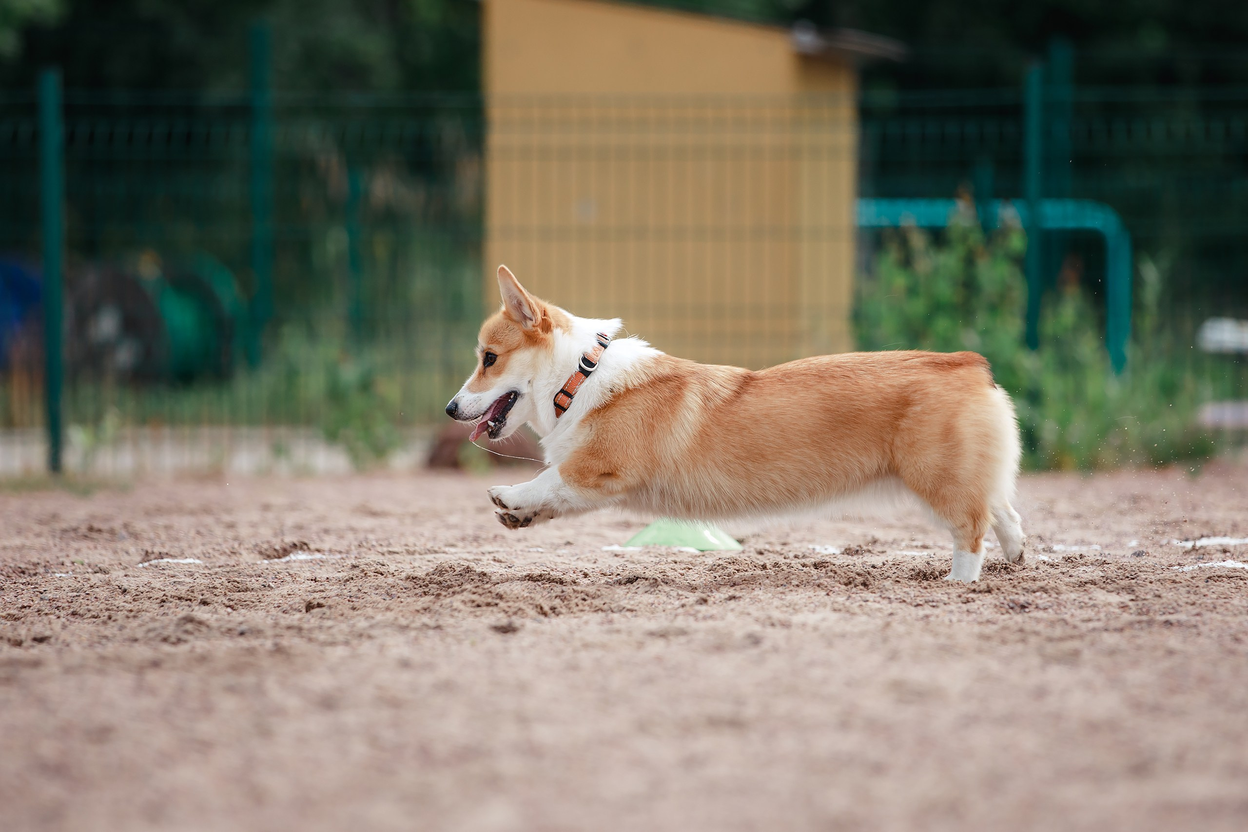 Питч&Гоу + веселые старты. Фотограф-анималист Mary Mart — Москва, Питер