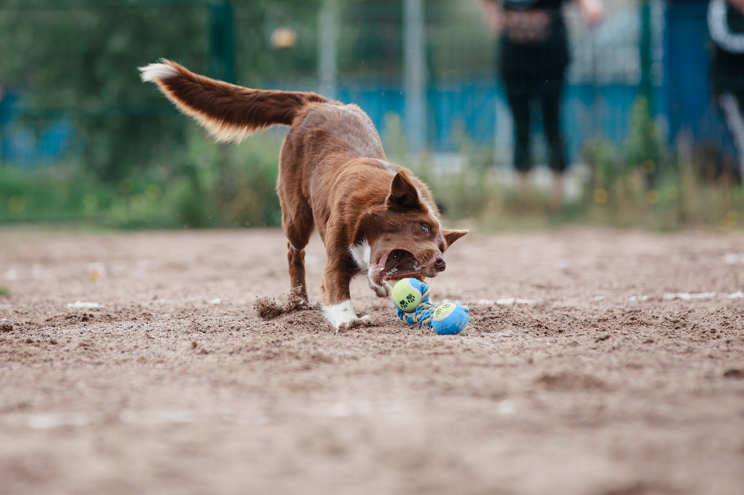 Питч&Гоу + веселые старты. Фотограф-анималист Mary Mart — Москва, Питер