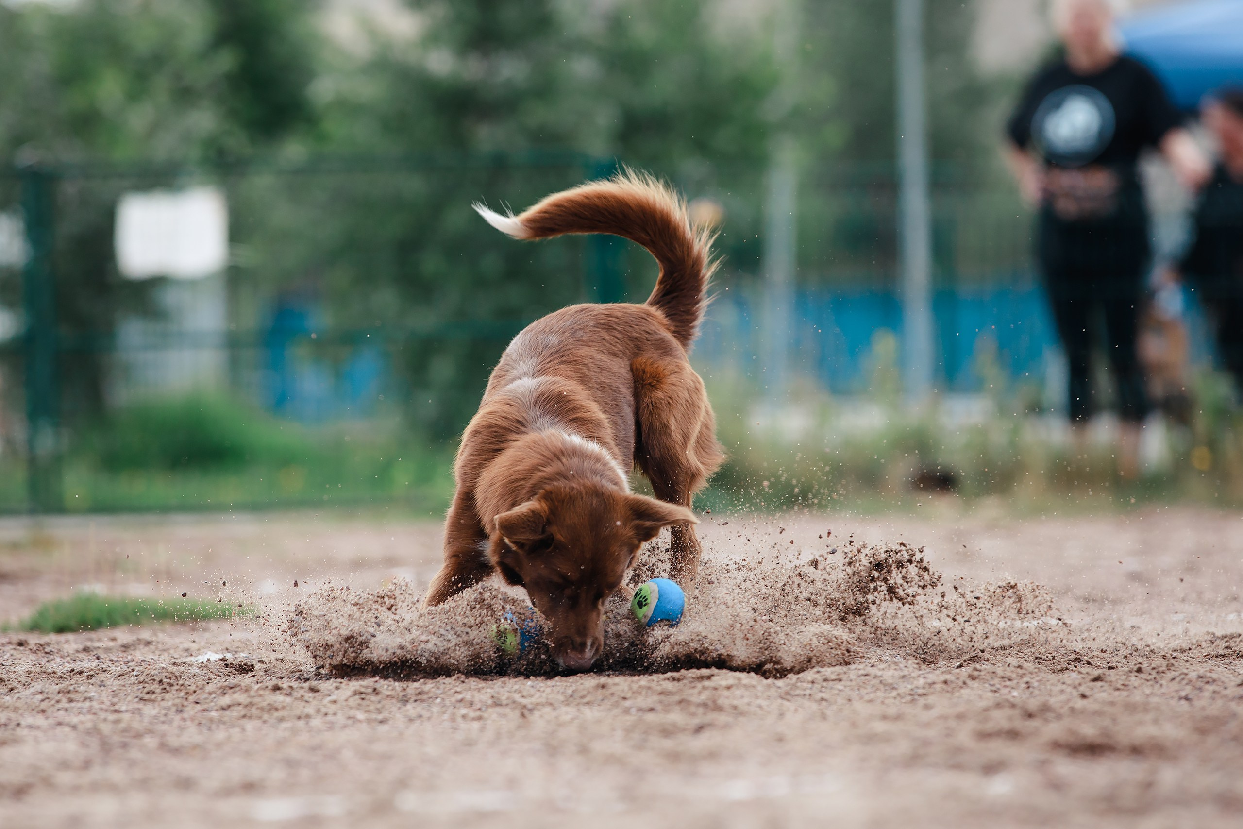 Питч&Гоу + веселые старты. Фотограф-анималист Mary Mart — Москва, Питер