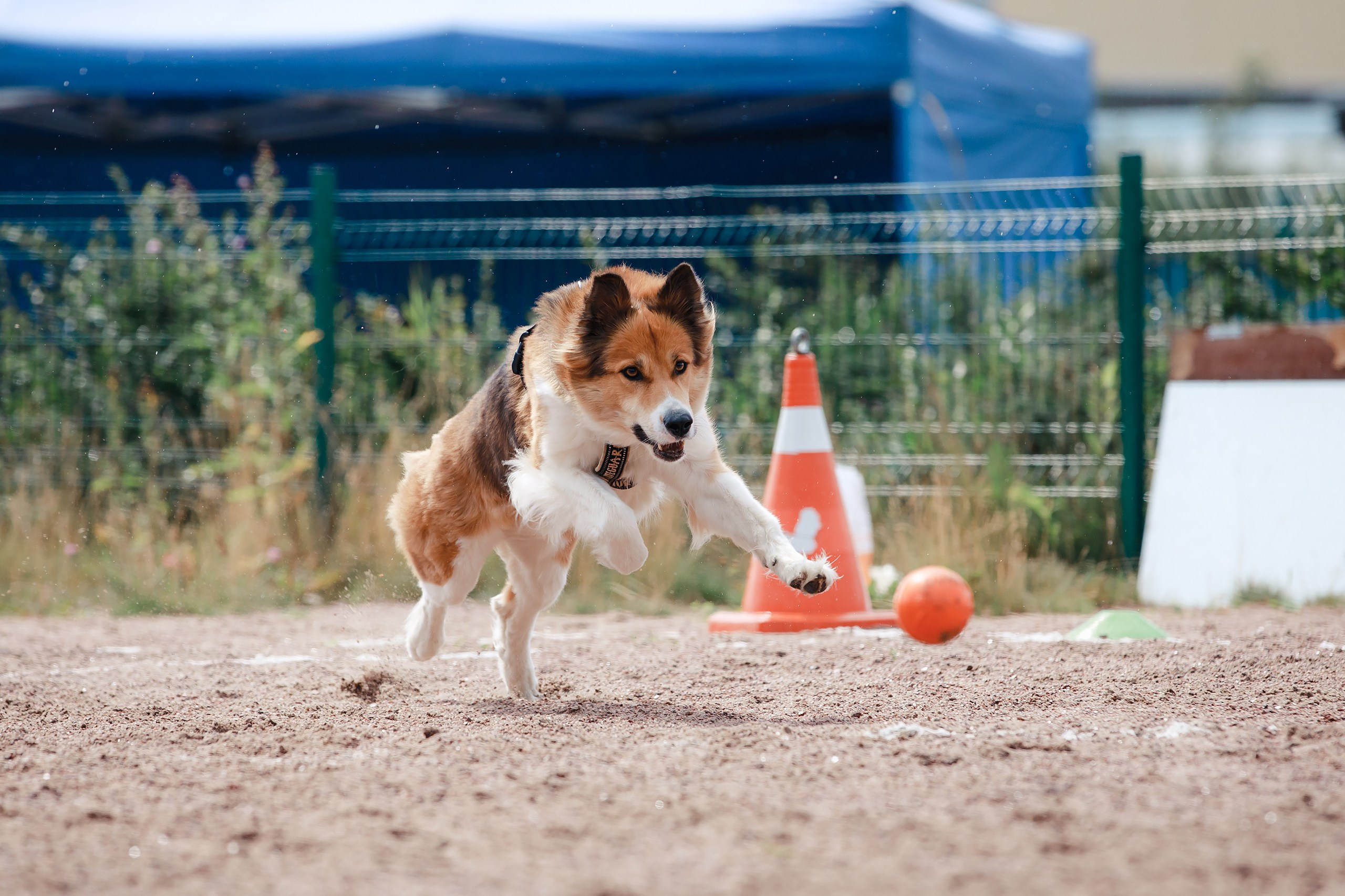 Питч&Гоу + веселые старты. Фотограф-анималист Mary Mart — Москва, Питер