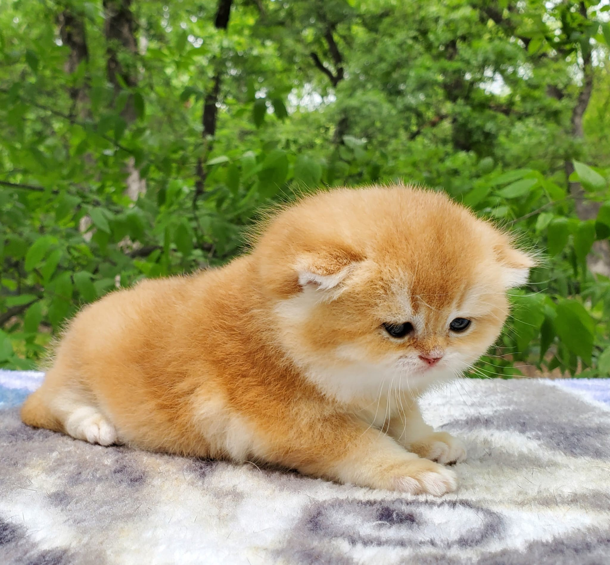 Sonya, female, DB- 03.31.25, sold. British shorhair Cats