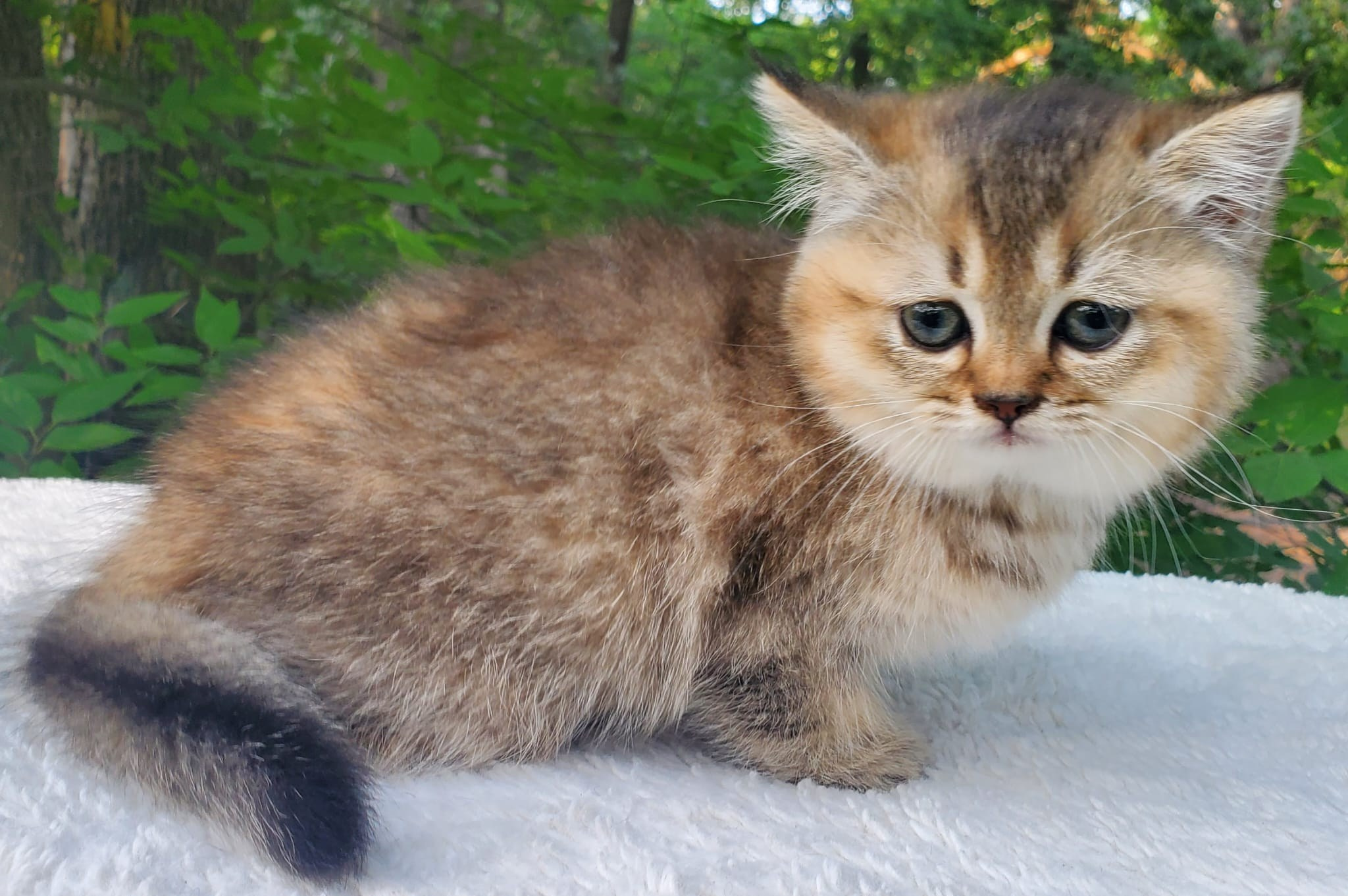 Tina, female, DB-04.07.25, sold. British shorhair Cats