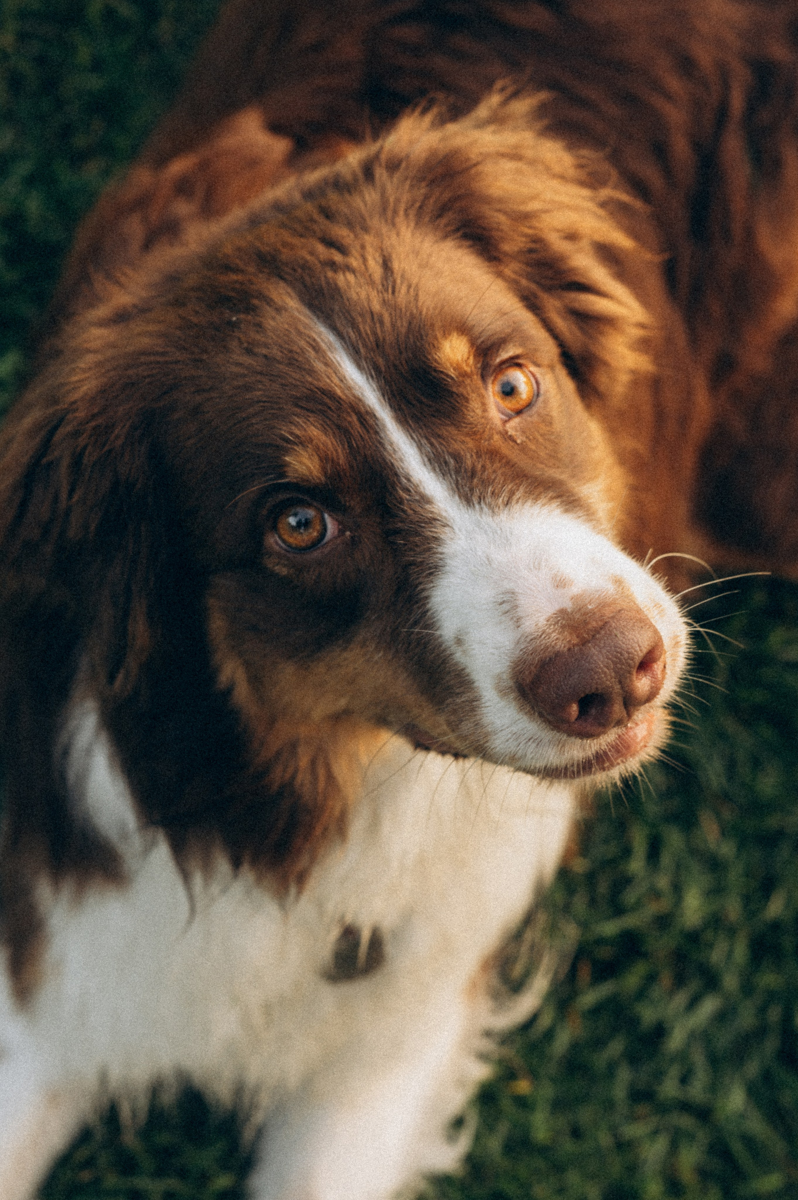 Настя и Оушен. Семейный и свадебный фотограф в Красноярске Садкеева Юлия