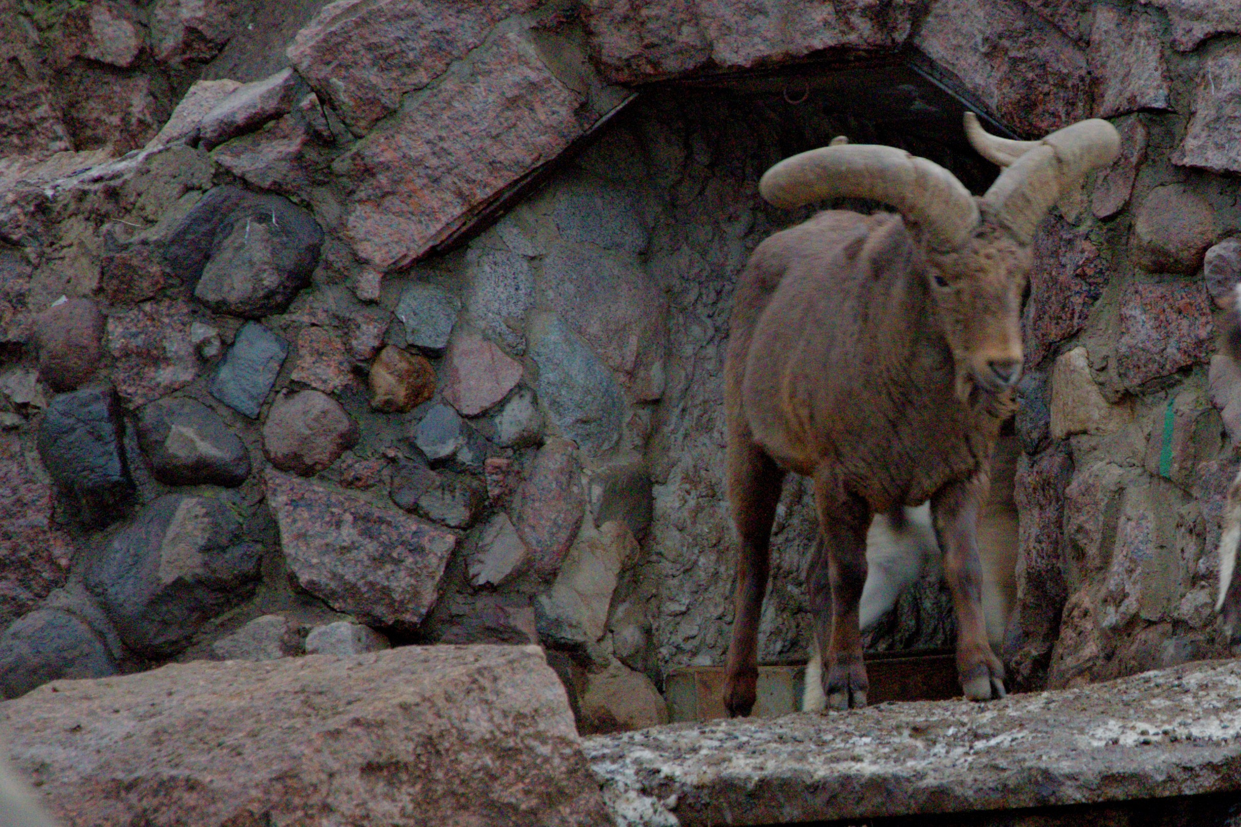 ЗООПАРК. ФОТОГРАФ В МОСКВЕ СТАНИСЛАВ КОБЗЕВ
