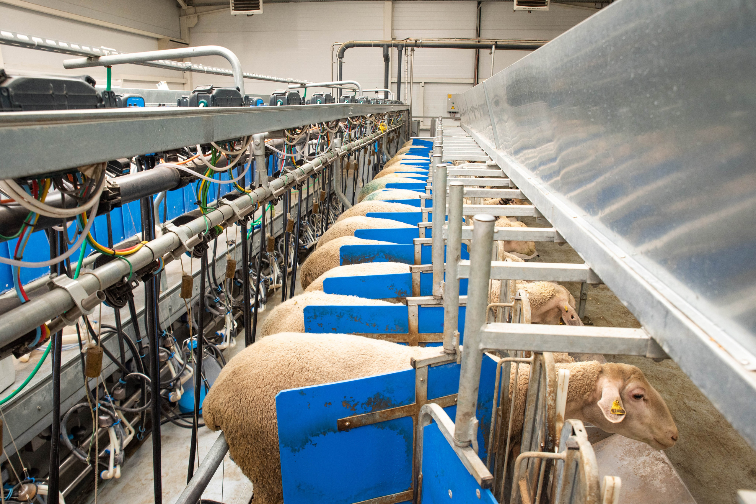 Овечья Ферма. Агрокурьер Красный Яр. Главная