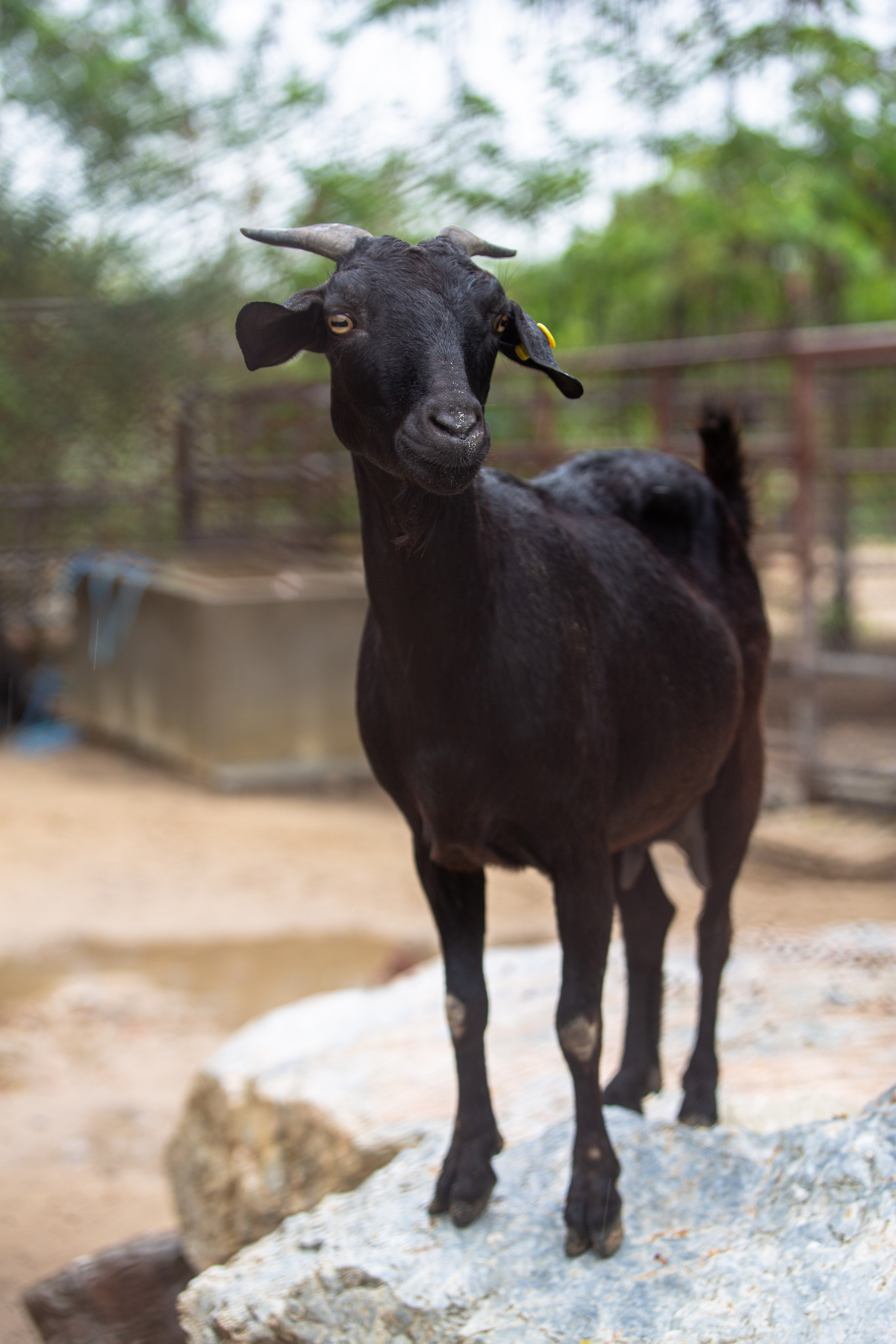Samut Prakan Crocodile Farm & Zoo. Photographer Sonkina Tatiana (Tanya Ash)