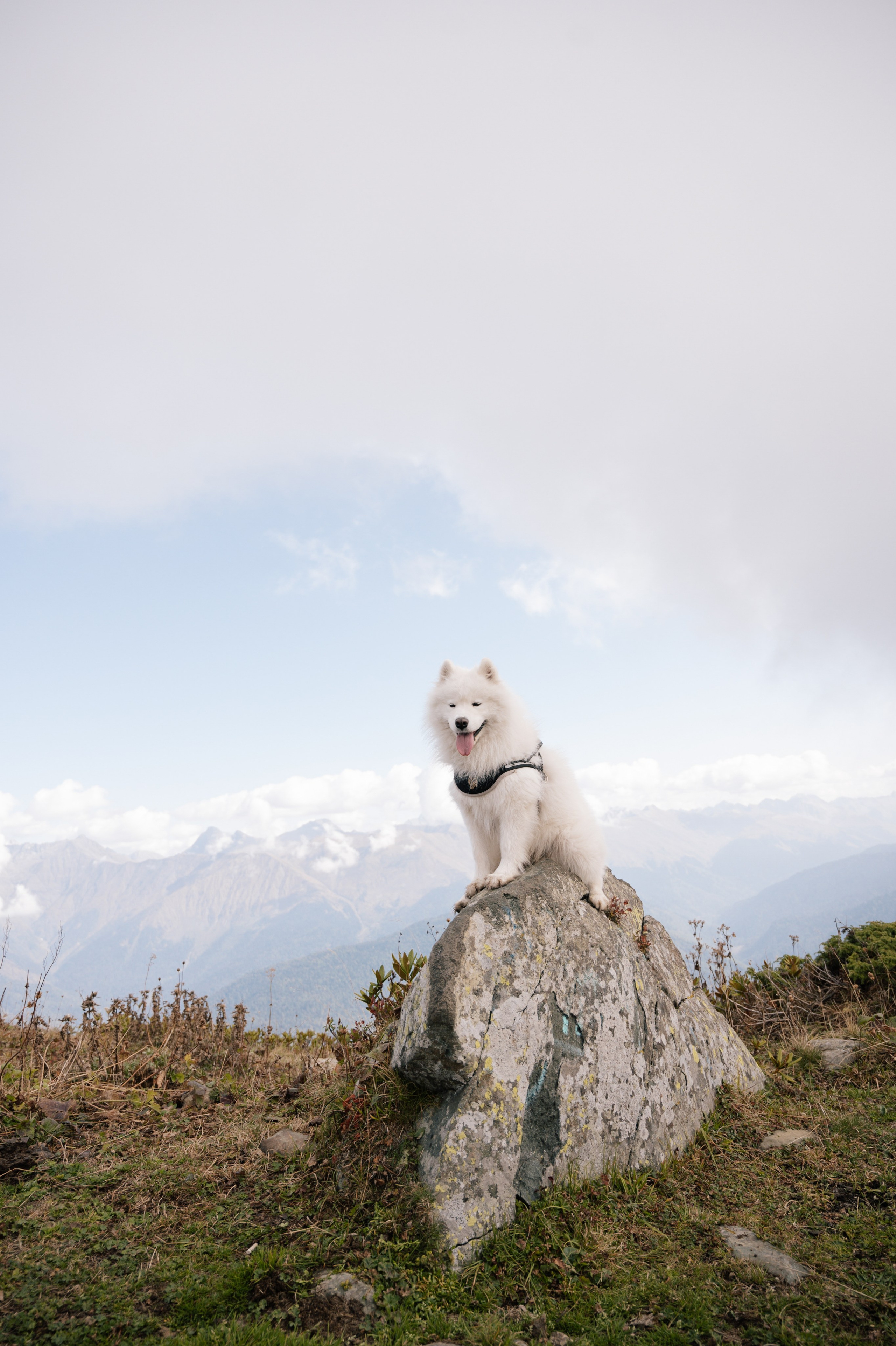 Выше гор только любовь. Свадебный и семейный фотограф Вероника Холод