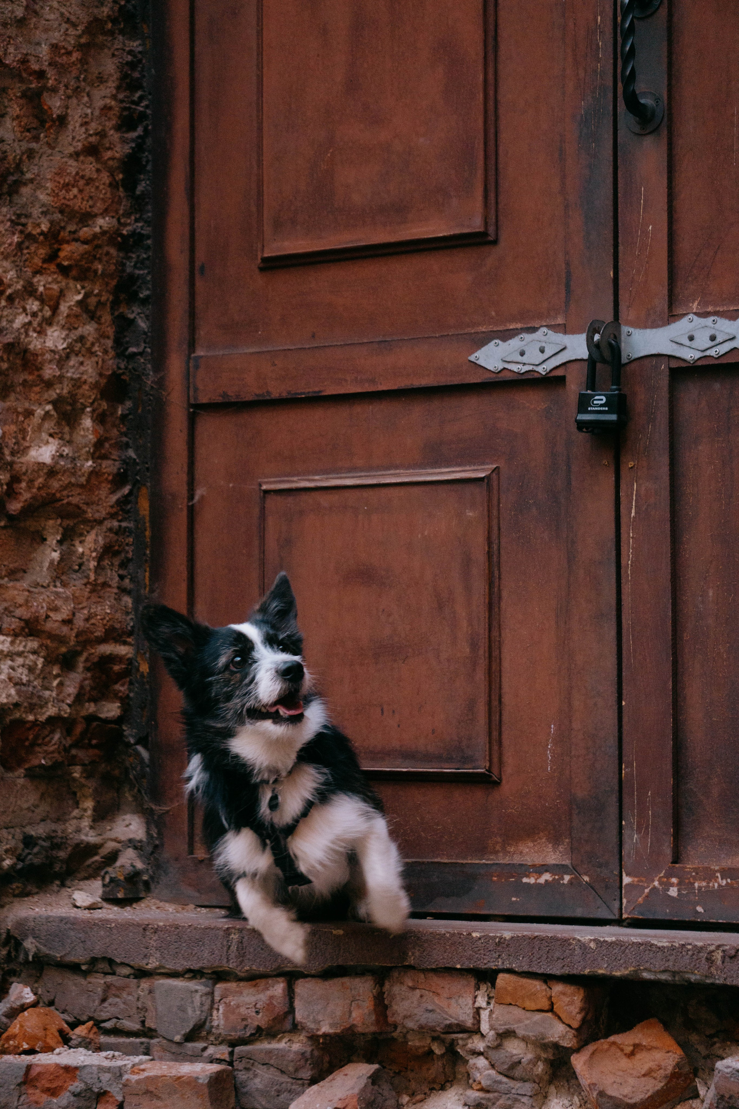 Даша и Тюбик. Фотограф-анималист Ксения Воробьева, Москва