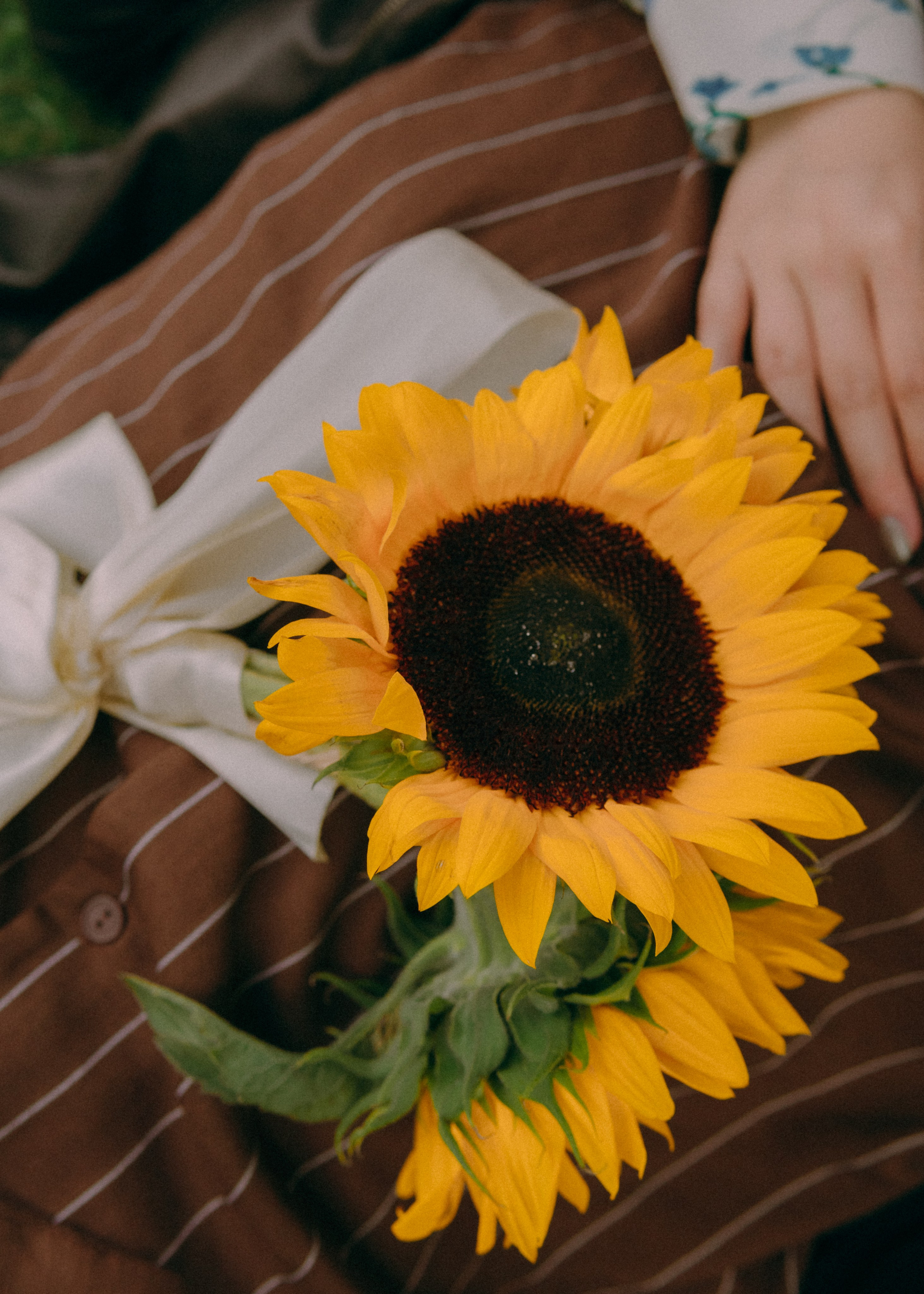 Свадебная лавстори Димы и Милены. Фотограф-анималист Ксения Воробьева, Москва