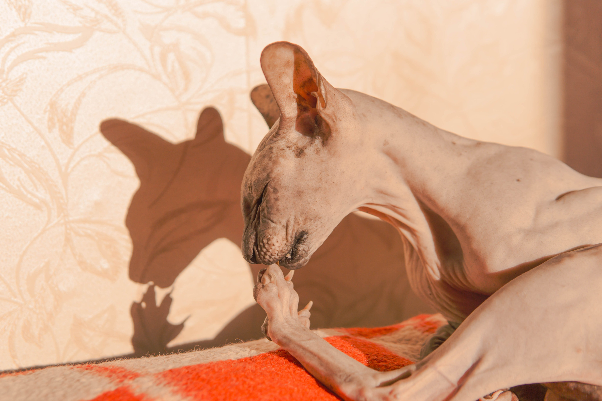 Бандит. Фотограф-анималист Ксения Воробьева, Москва