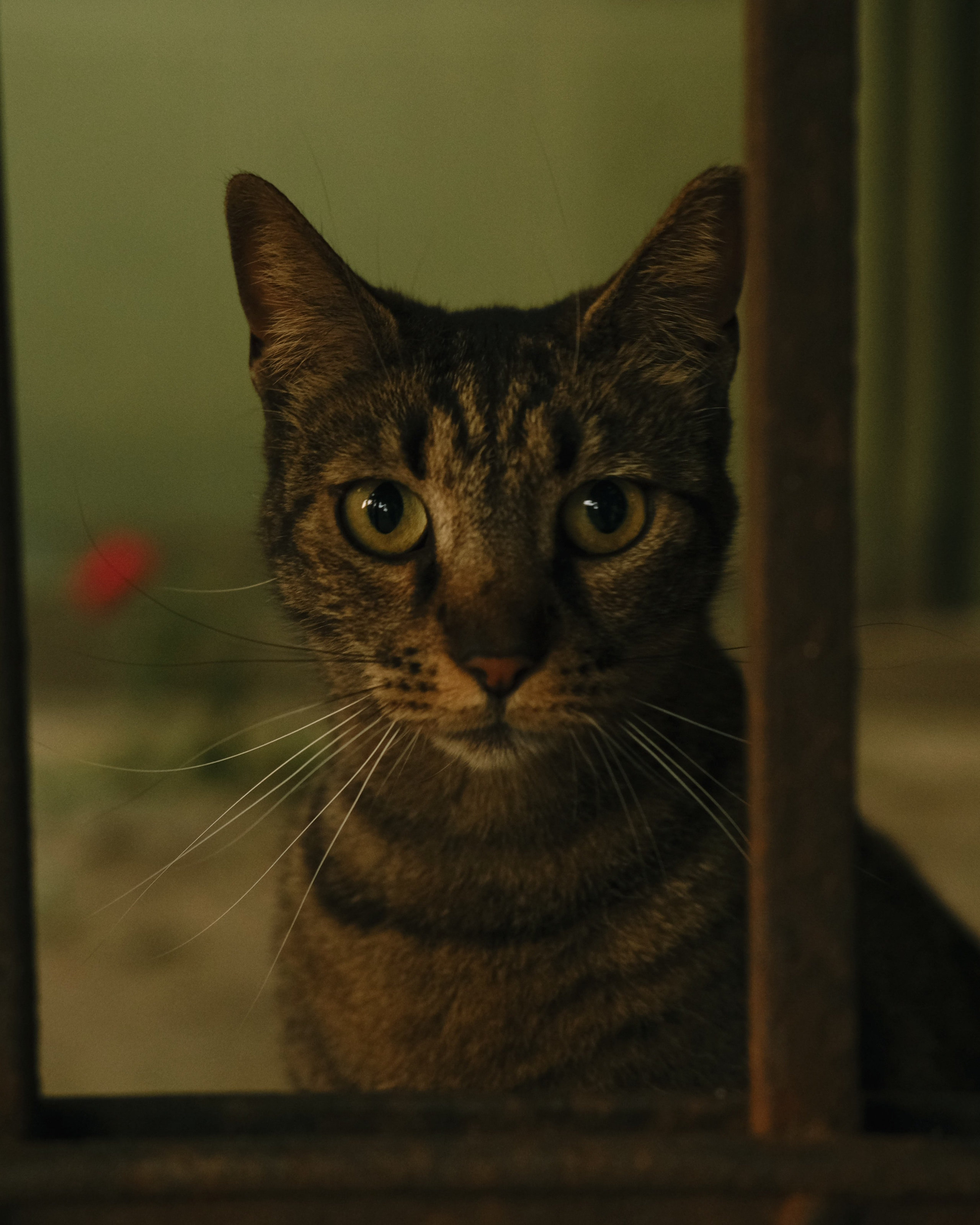Animals. Sasha Shu — retoucher and photographer