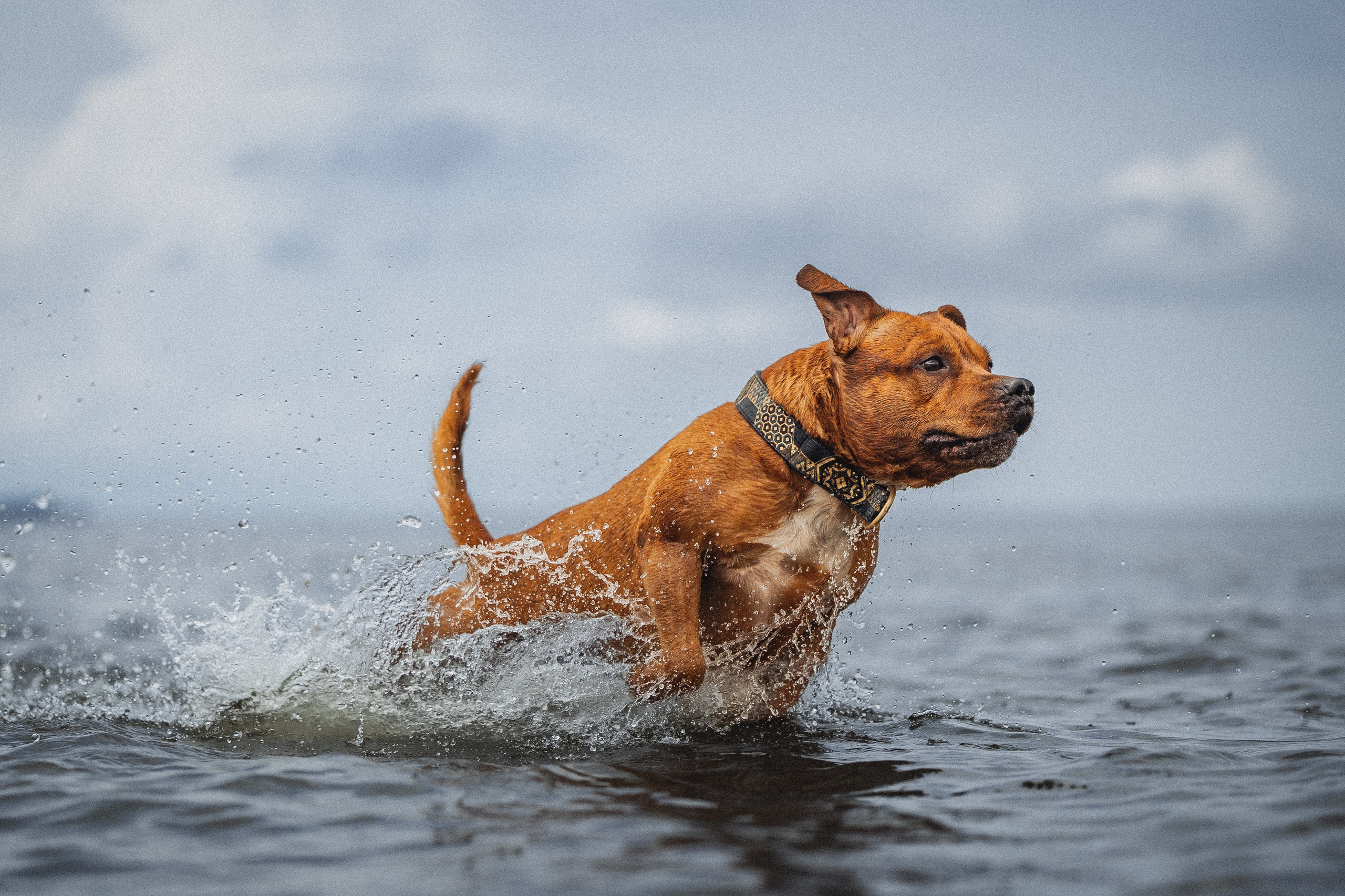 Фотопрогулки. Фотограф для людей и их питомцев Вика Шальнева
