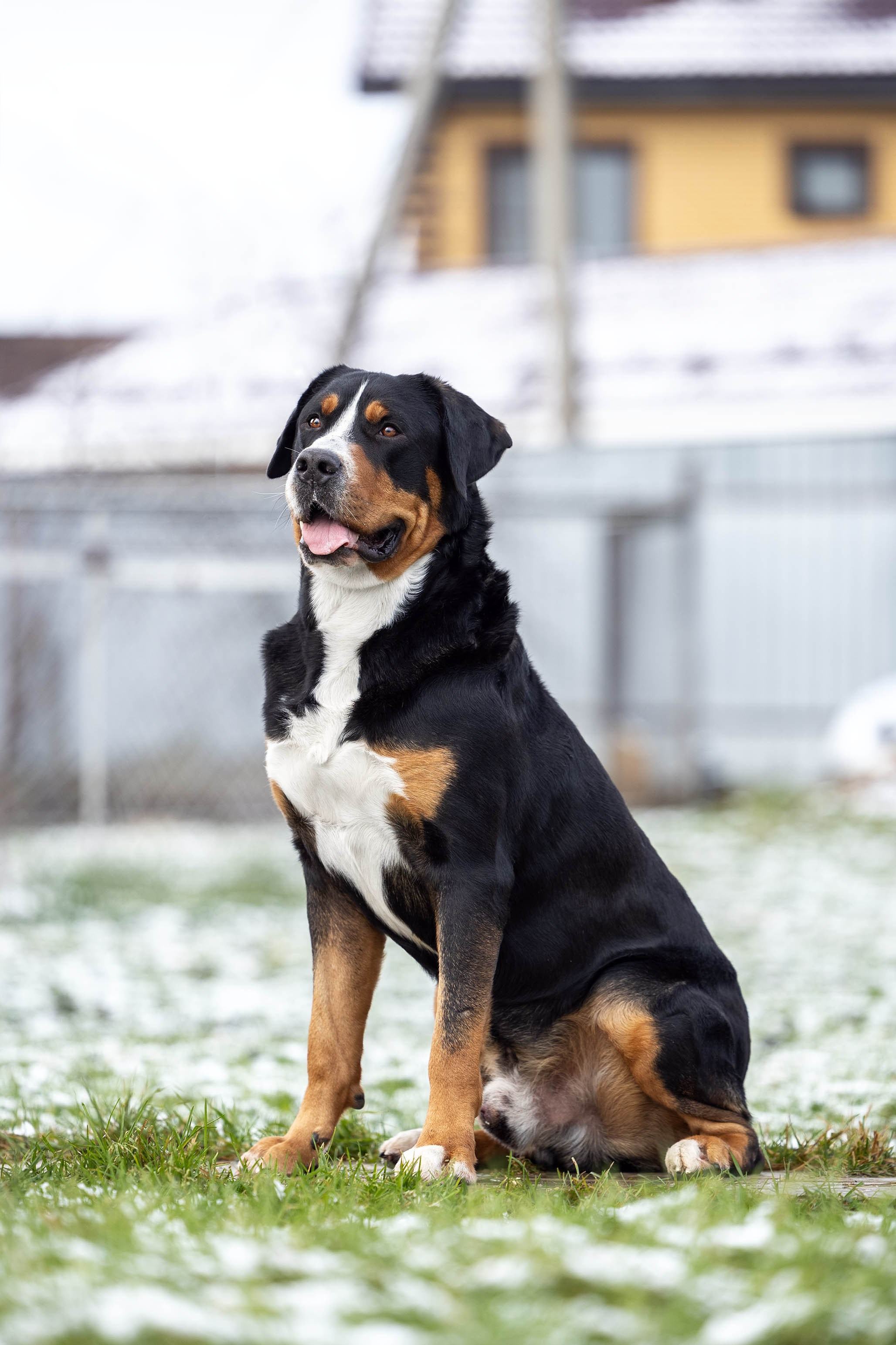 Sozvezdie Zennenhundov Markus (Маркус). Питомник Больших Швейцарских Зенненхундов в Калужской области / Москва