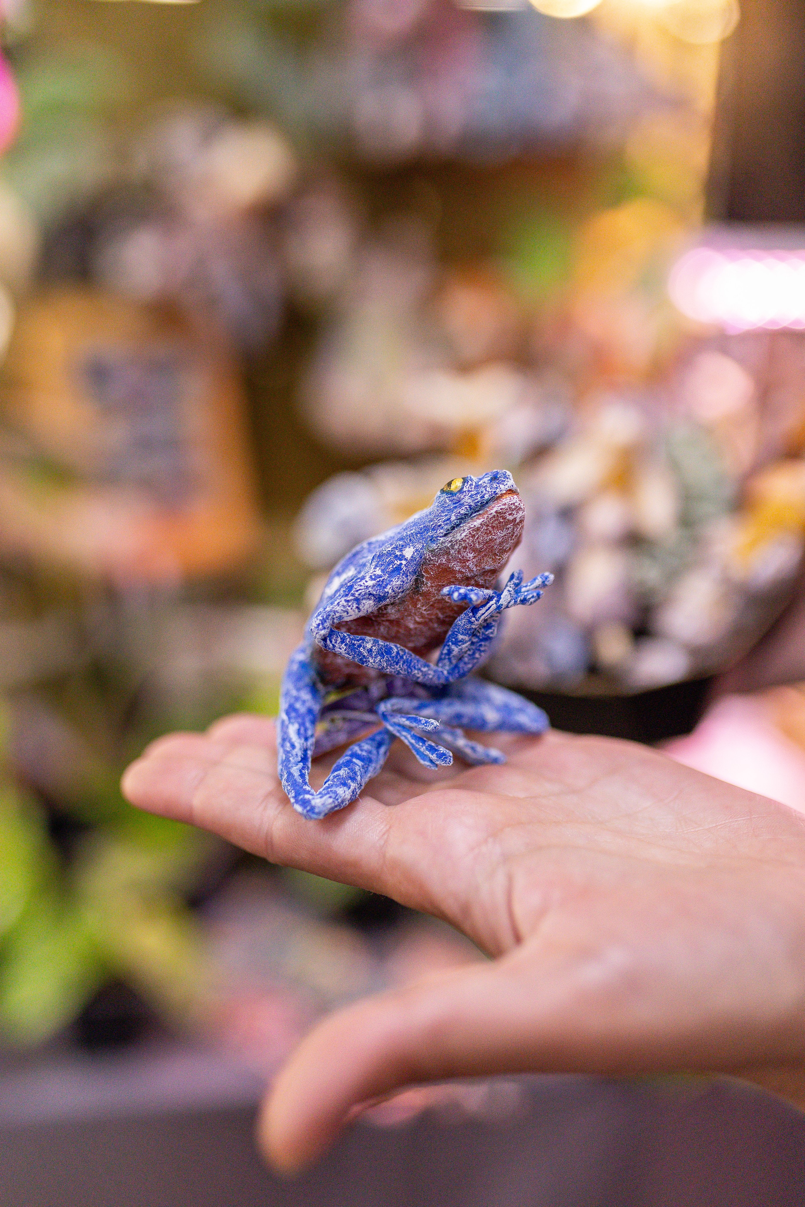 Орхидиум май 2025. Александра Куликова фотограф, Москва