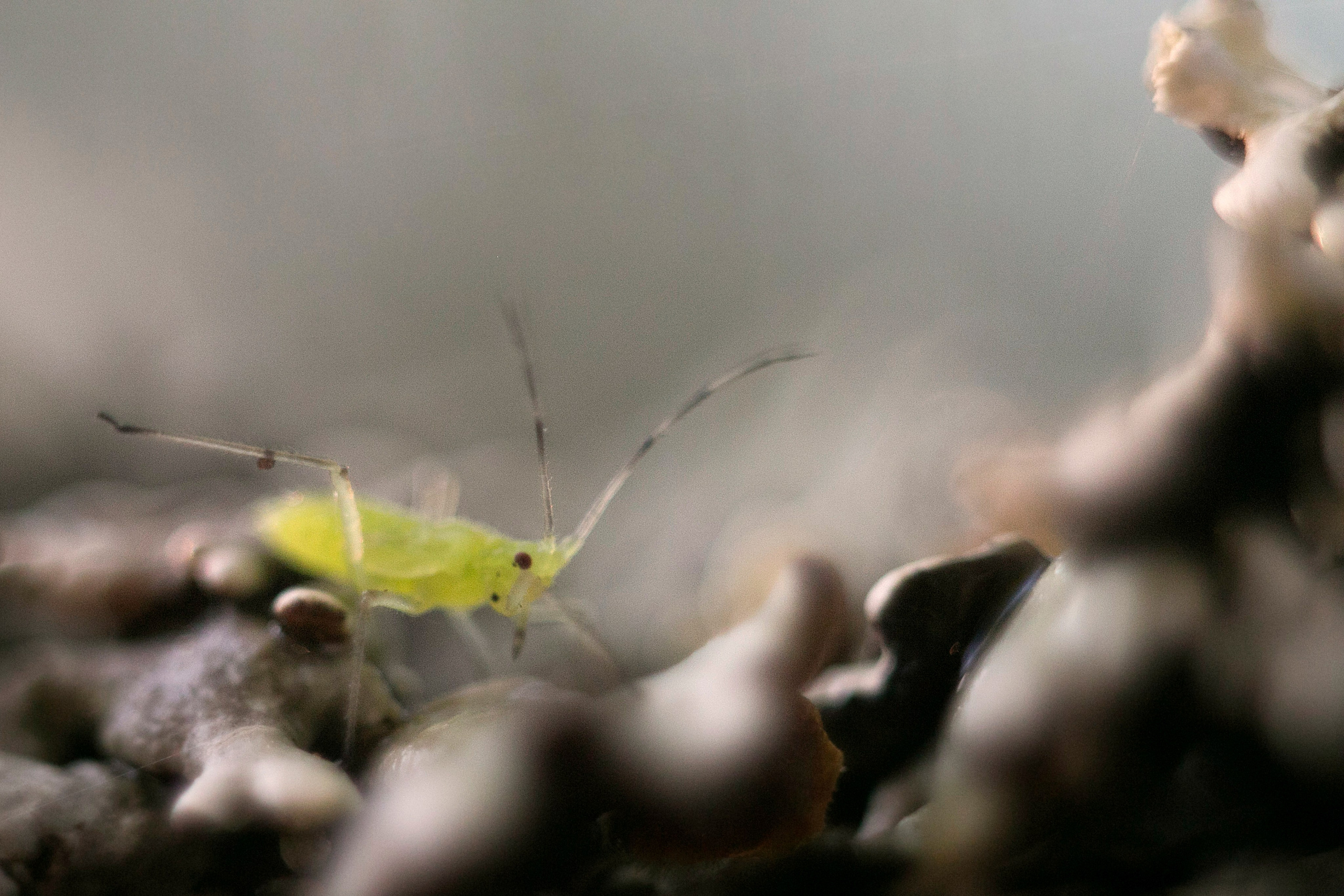 Макро. Фотограф Лагутин Анатолий