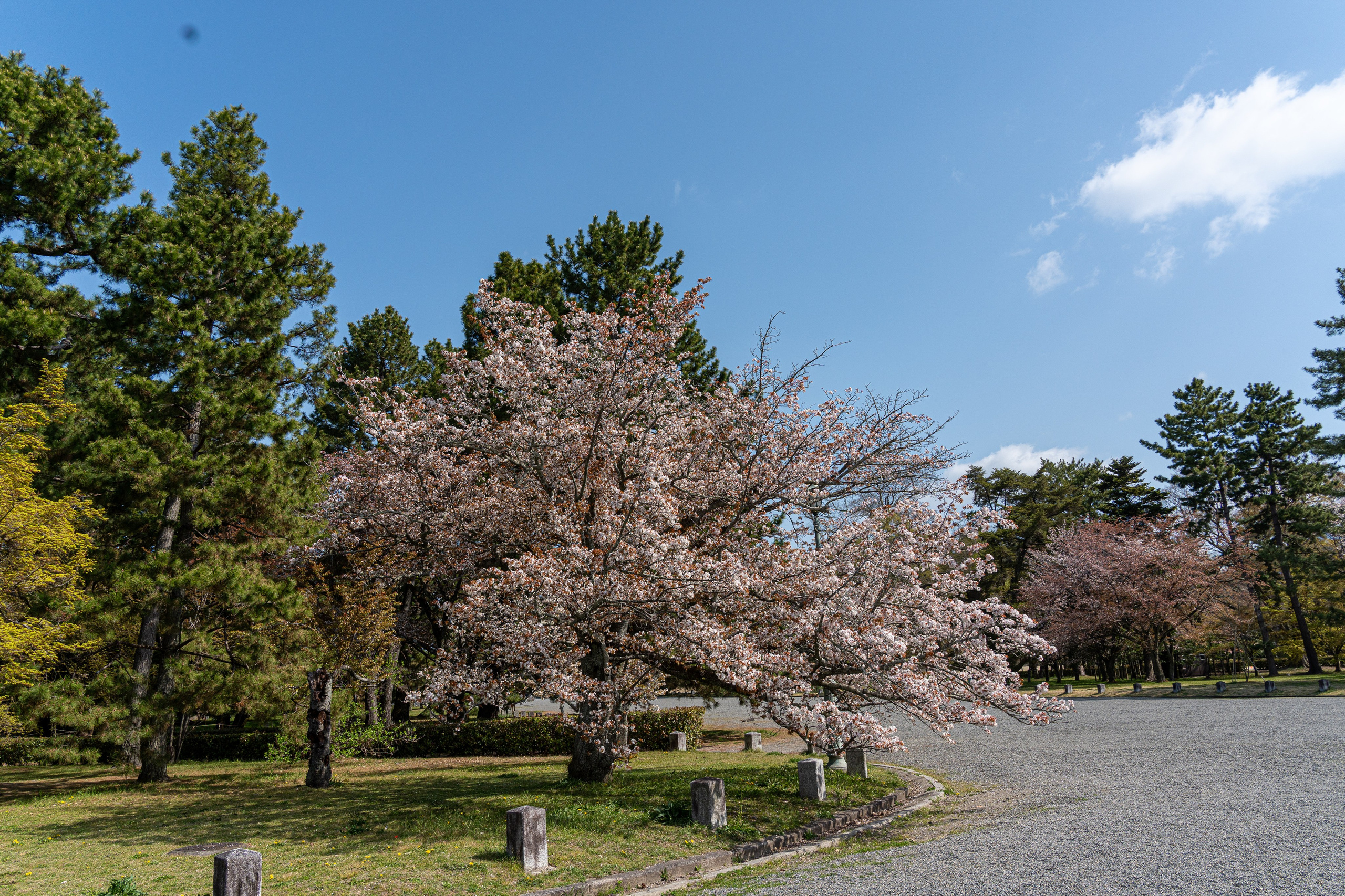 Япония, сакура. Творческие сьемки