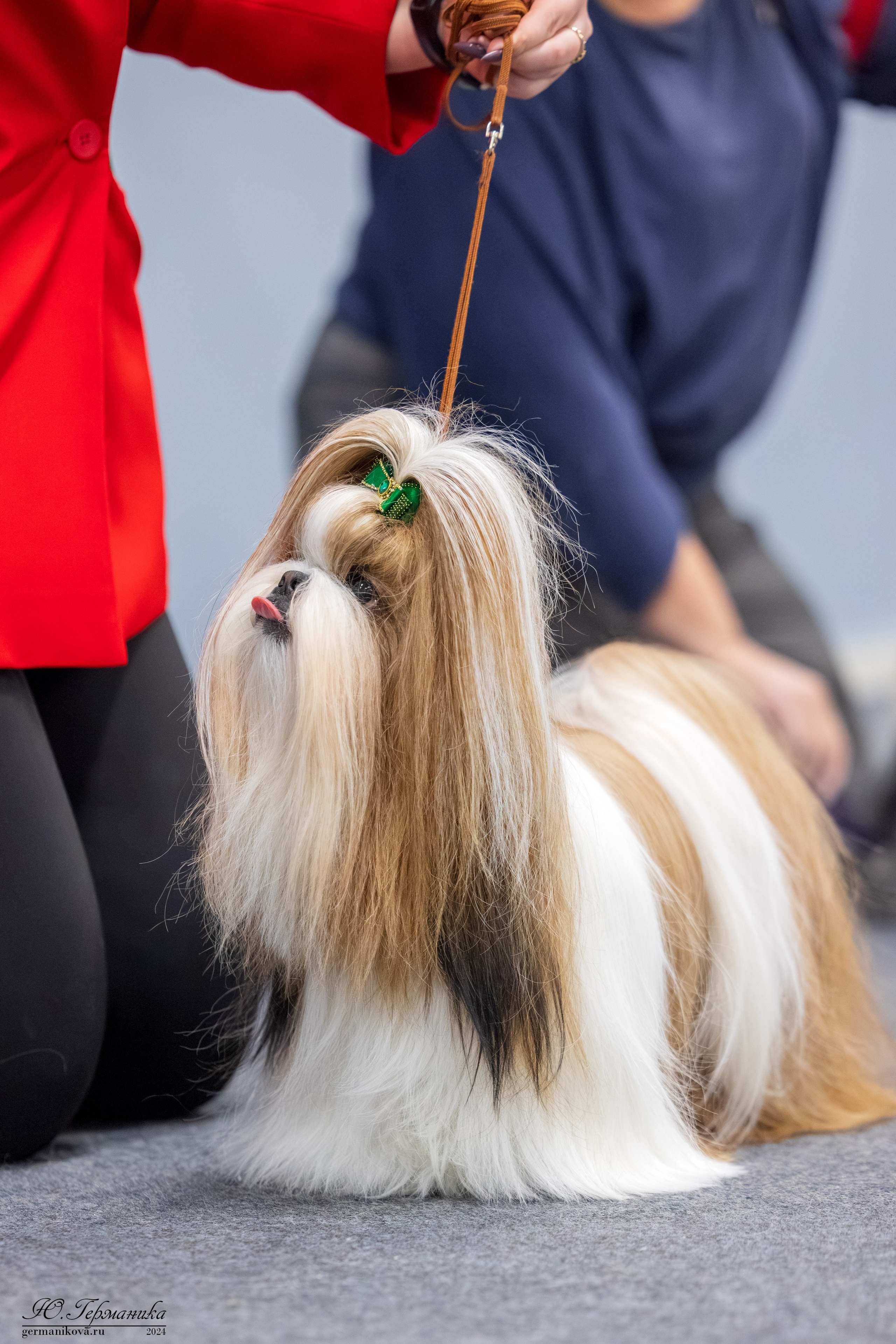 Сфера 17.03.2024. Фотограф-анималист Юлия Германика