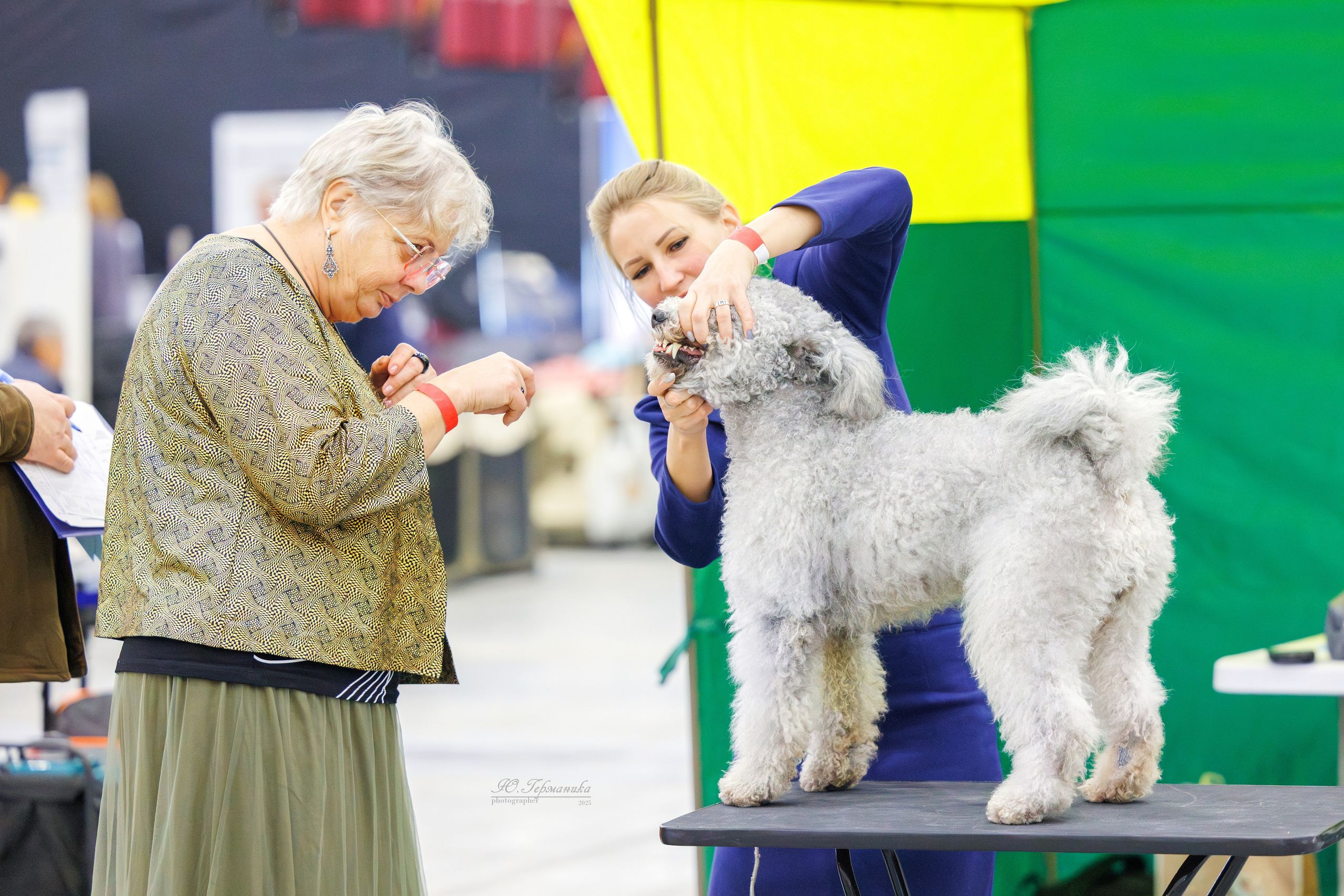 Питер 12-13.12.2025. Фотограф-анималист Юлия Германика