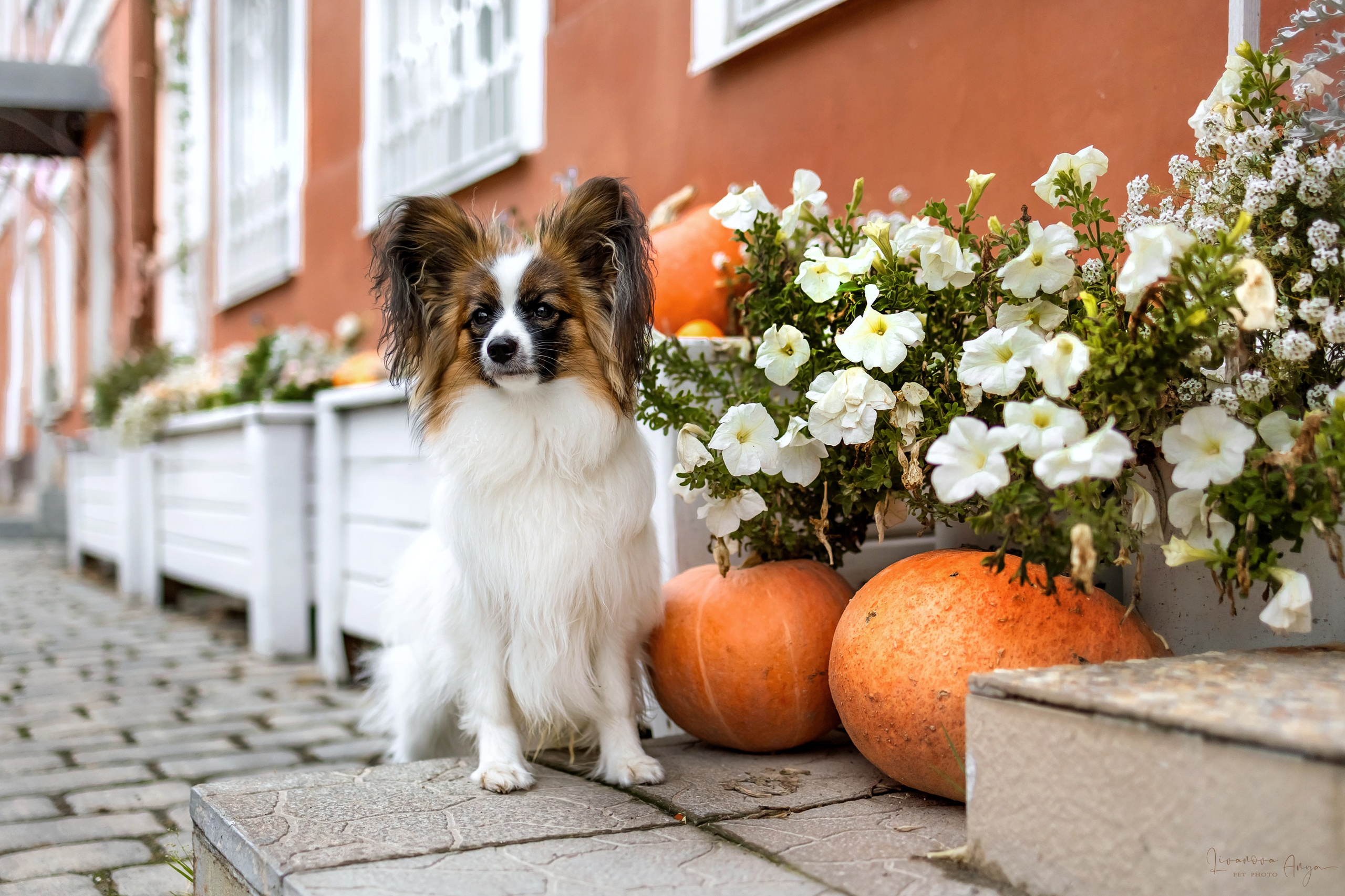 Хьюстон. Фотограф анималист Аня Ливанова | Рыбинск