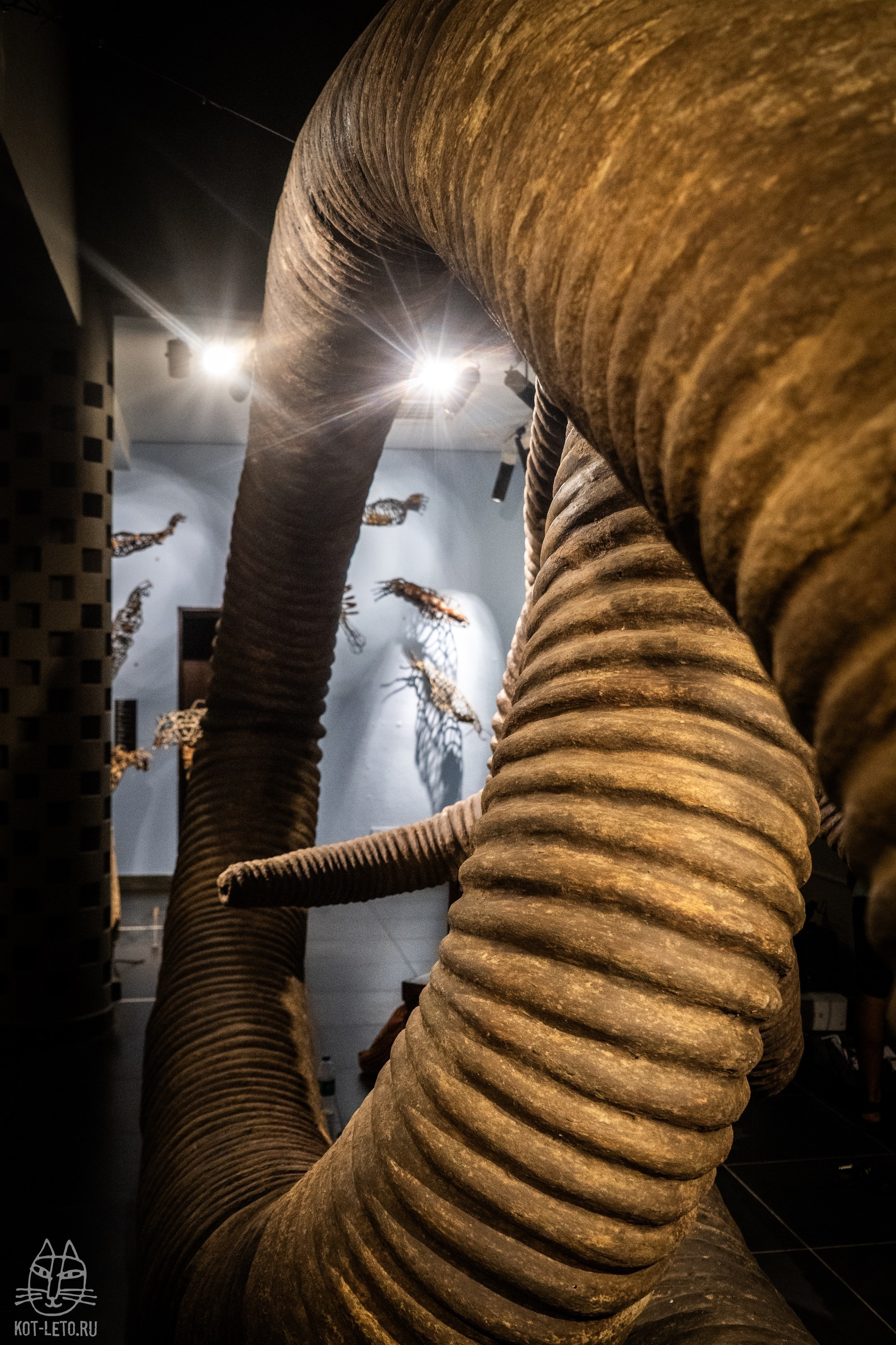 Exhibition BIOPHILIA (Goa). Твой фотограф — Полосатый кот