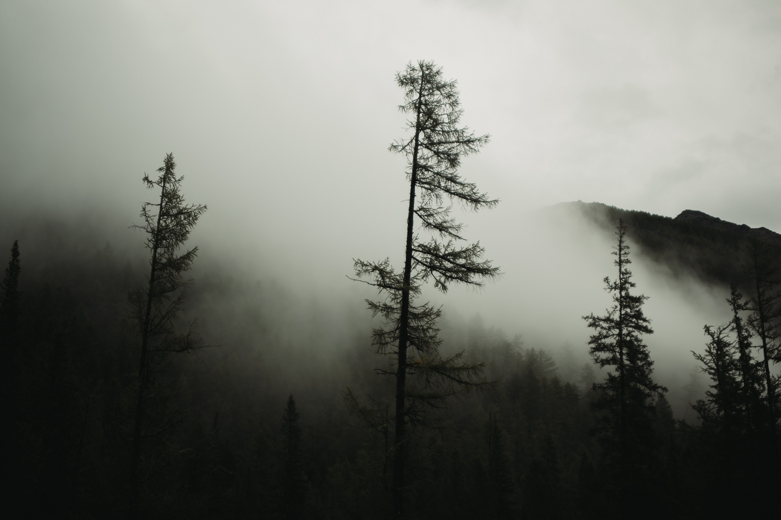 Шавлинские. Главная