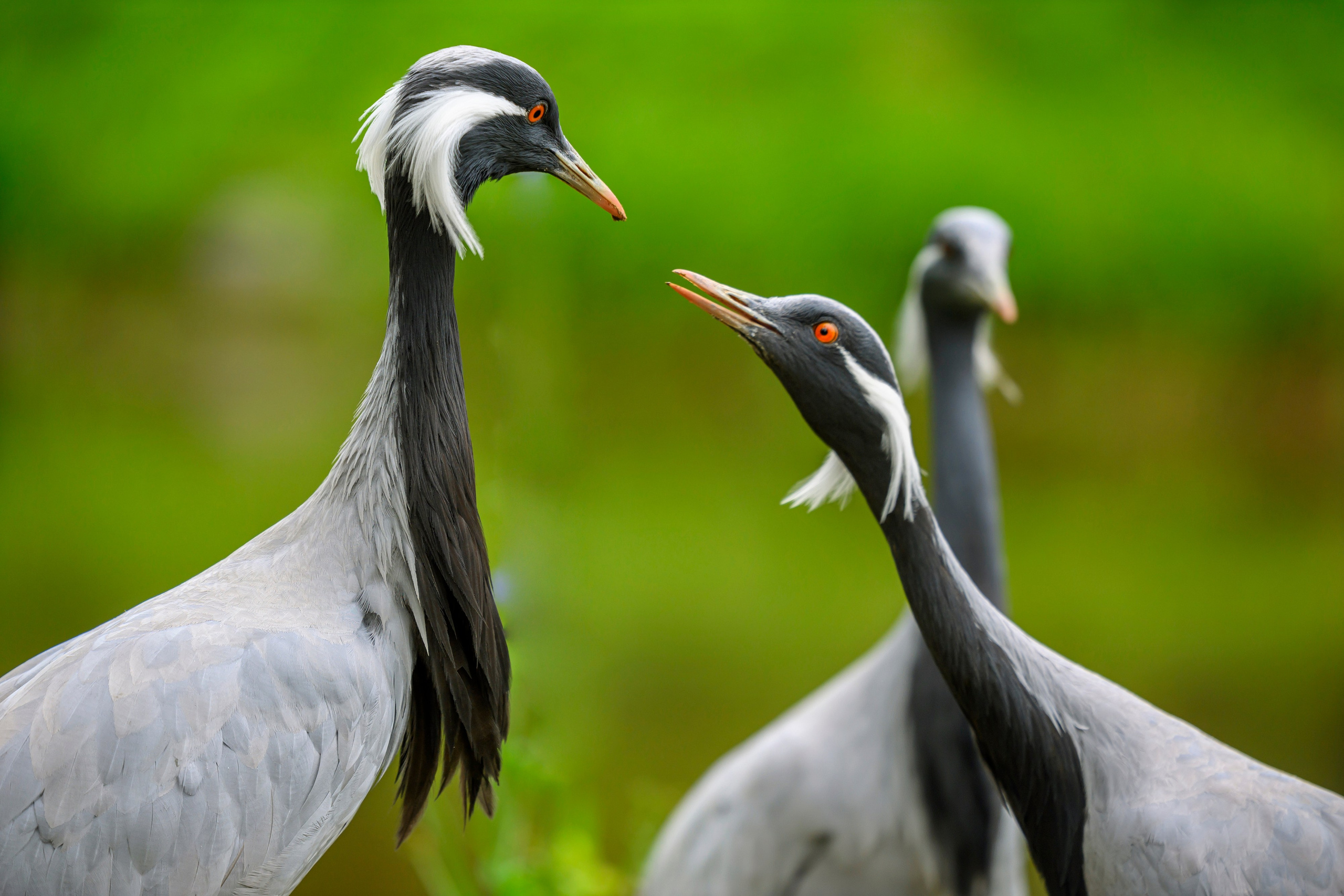 Журавль красавка. Фотограф Сергей Пупонин