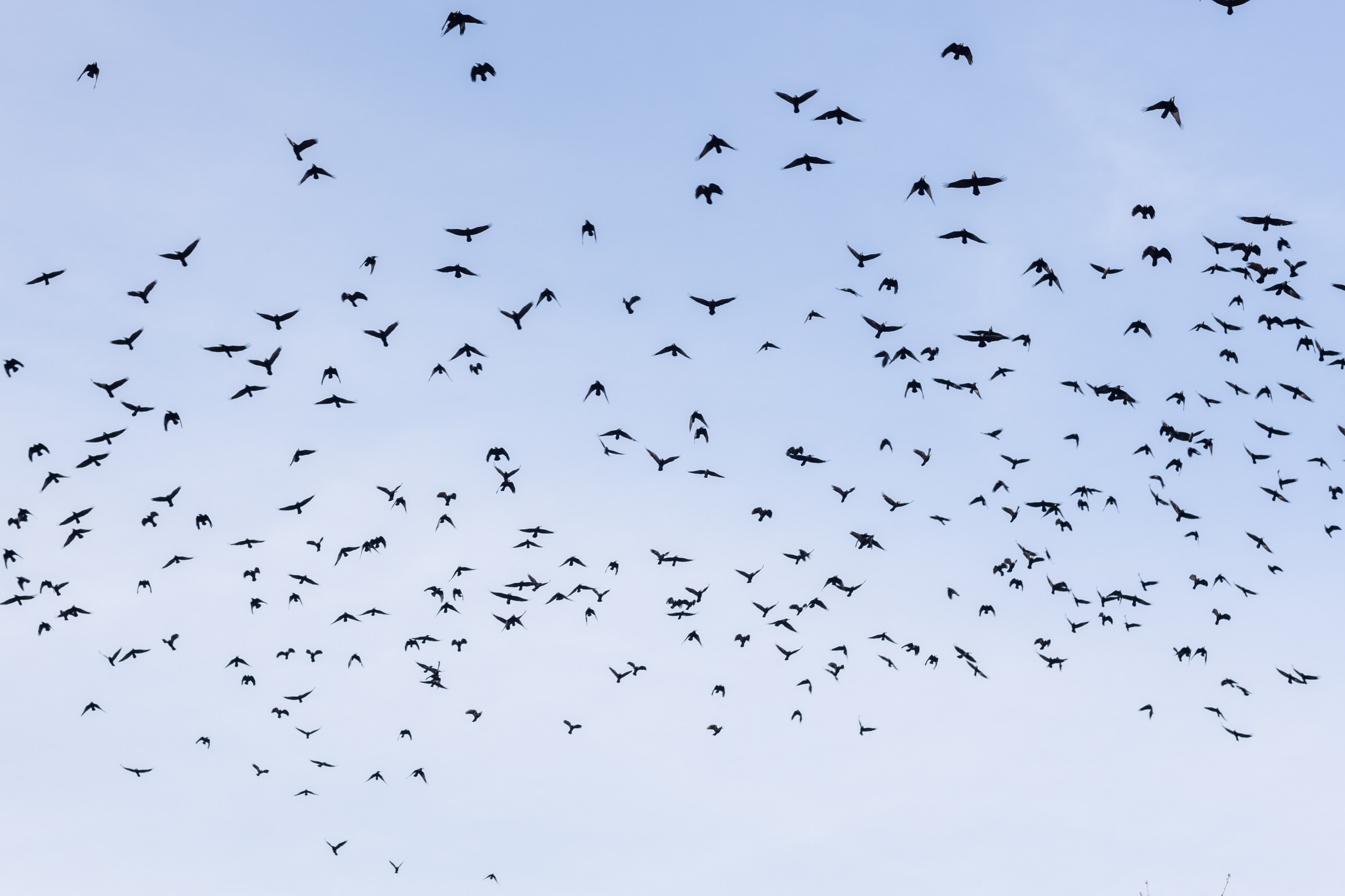 Street. Documentary photographer Anton Zdanovich