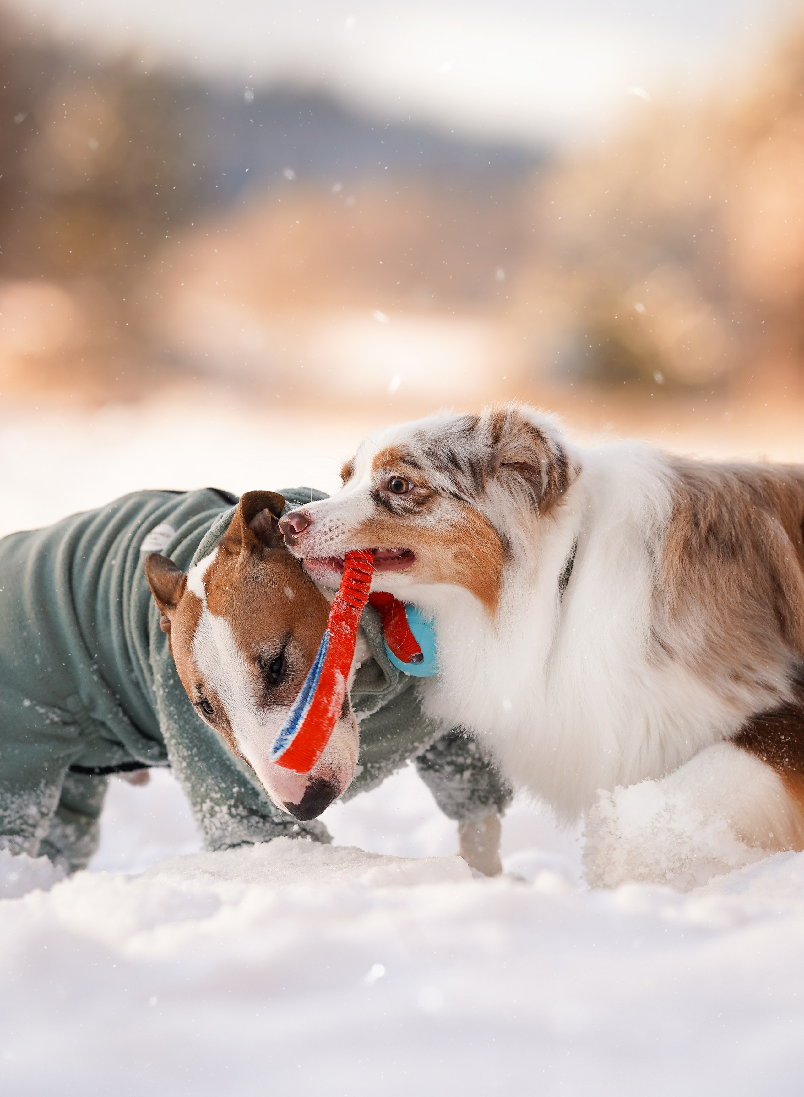 Панда и Юни Карелия. Фотограф-анималист в Санкт-Петербурге Яна Мартынова