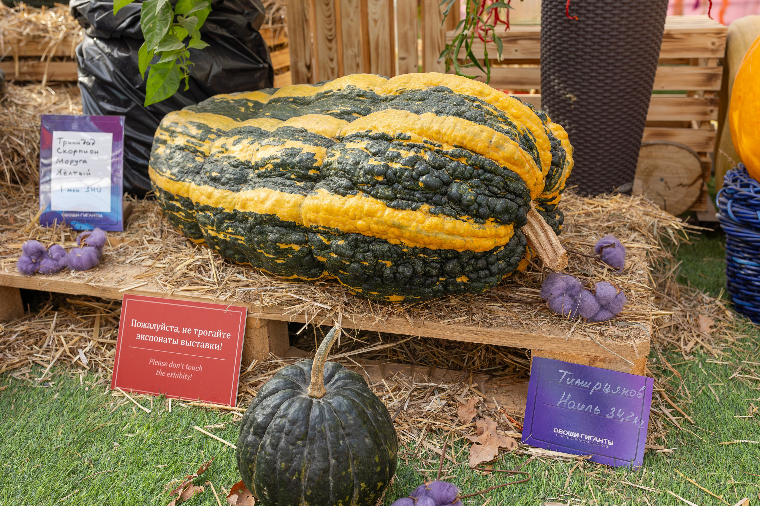 Овощи-гиганты. Александра Куликова фотограф, Москва