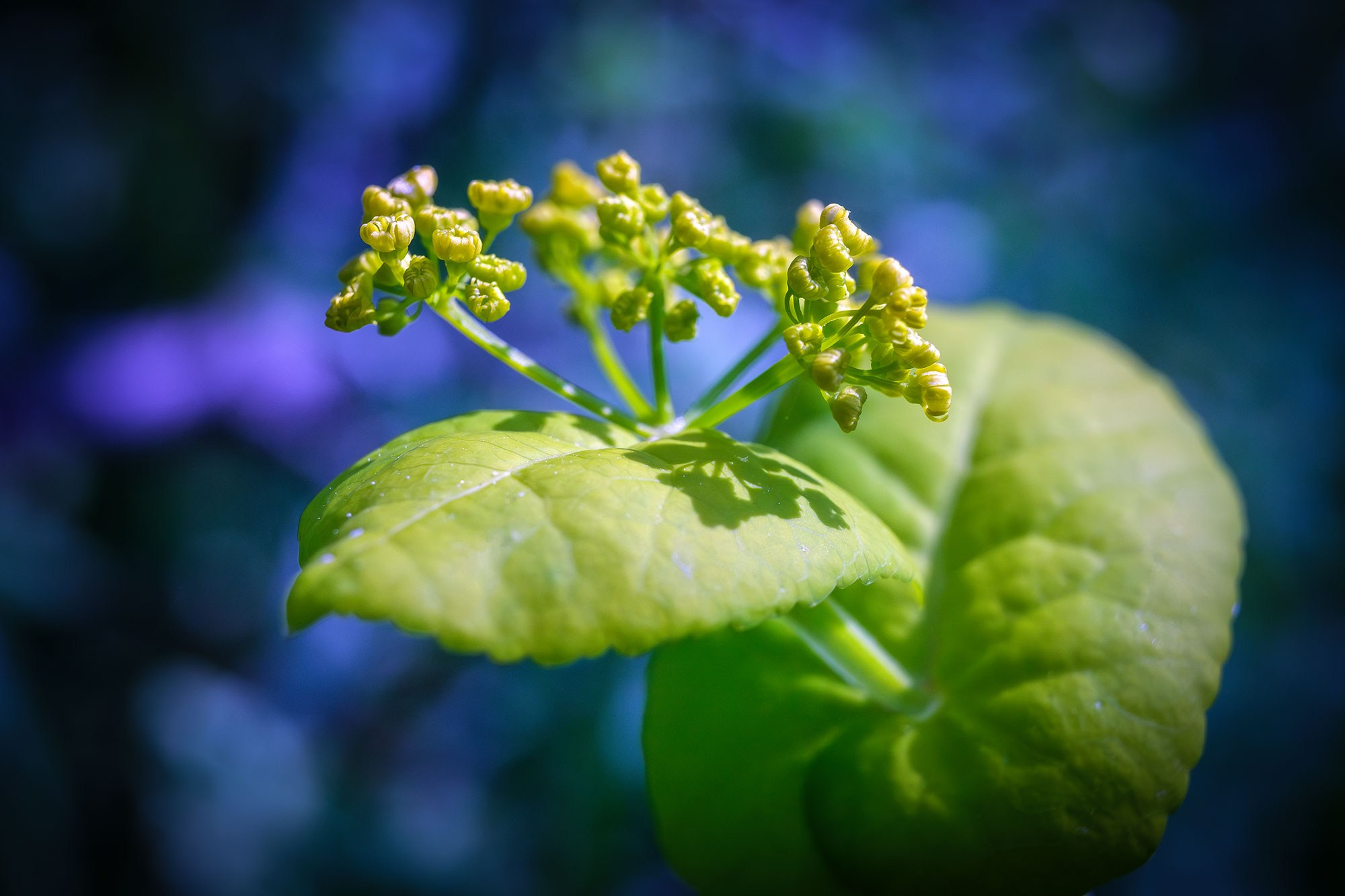 Свадебный фотограф в Геленджике