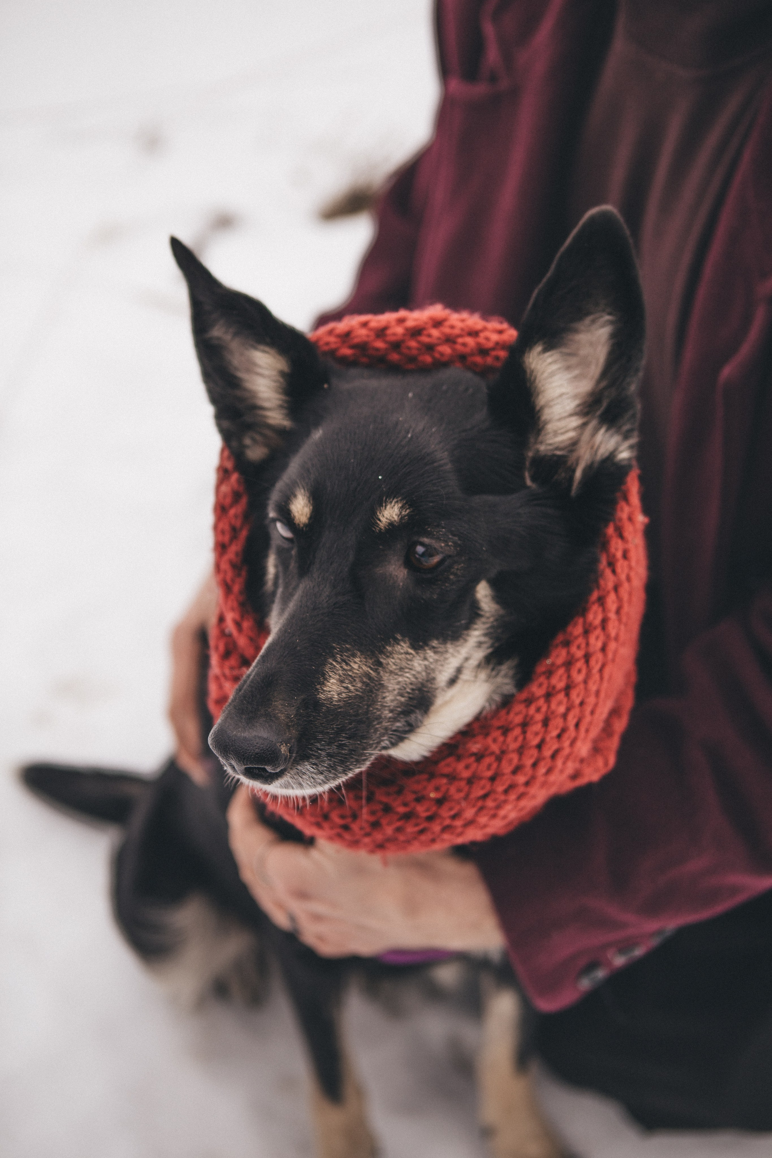 A cinematic tale of true love and unbreakable friendship between a man and a dog. Portrait, family and pet photographer in Cyprus, Ksenia Bourdelle