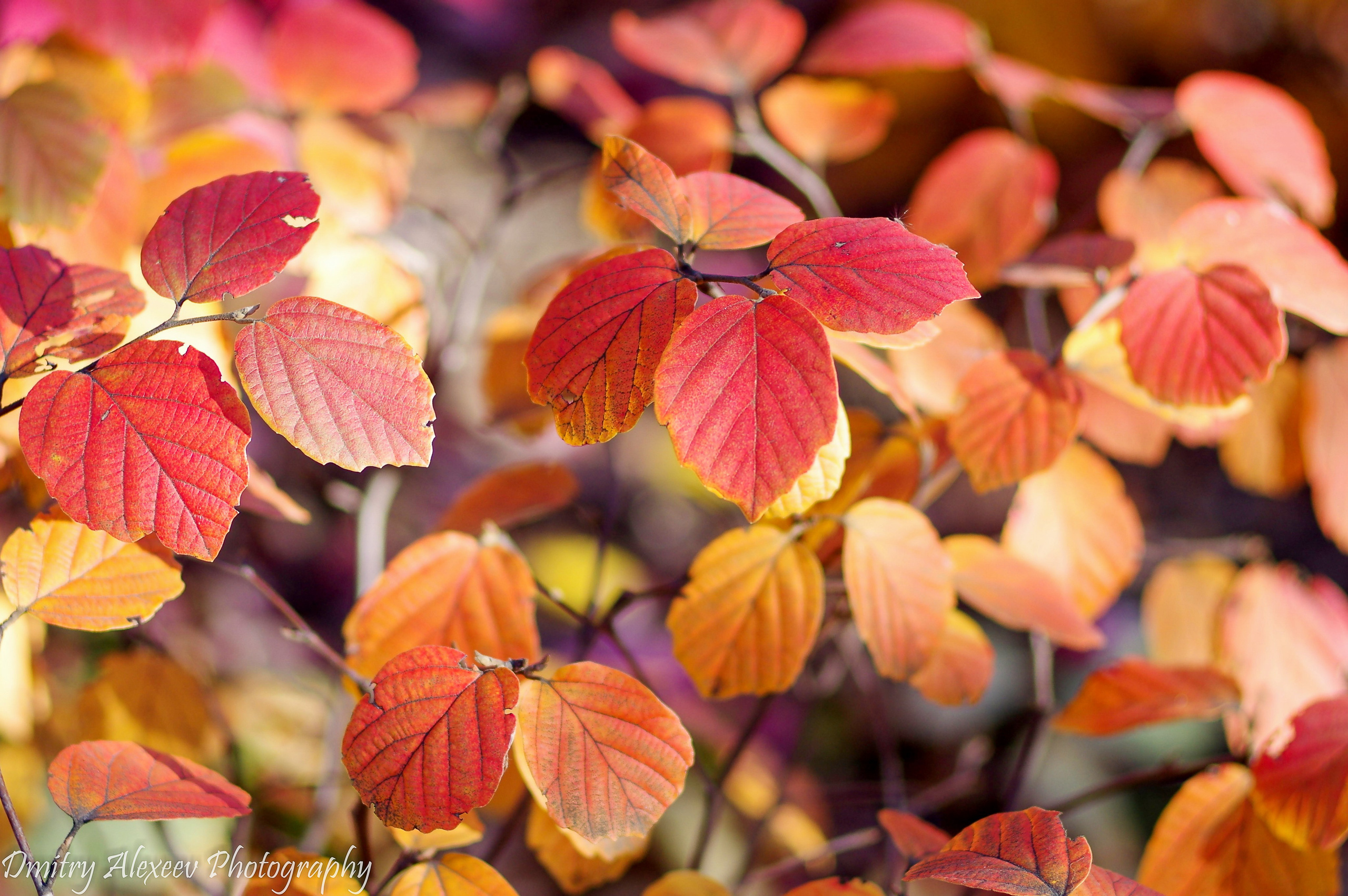 Цветочки-лепесточки. Фотограф Дмитрий Алексеев