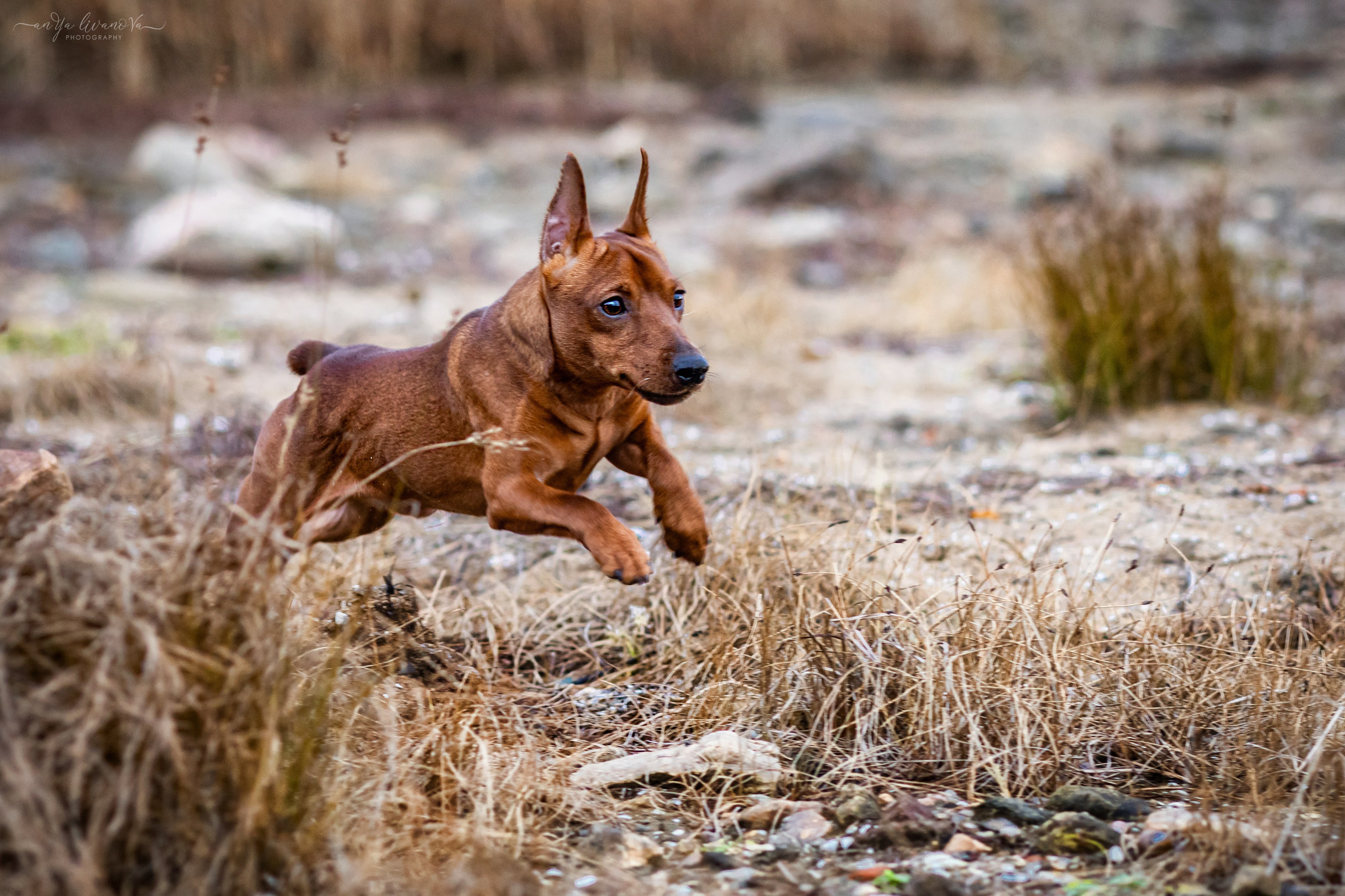 Пашка. Фотограф анималист Аня Ливанова | Рыбинск