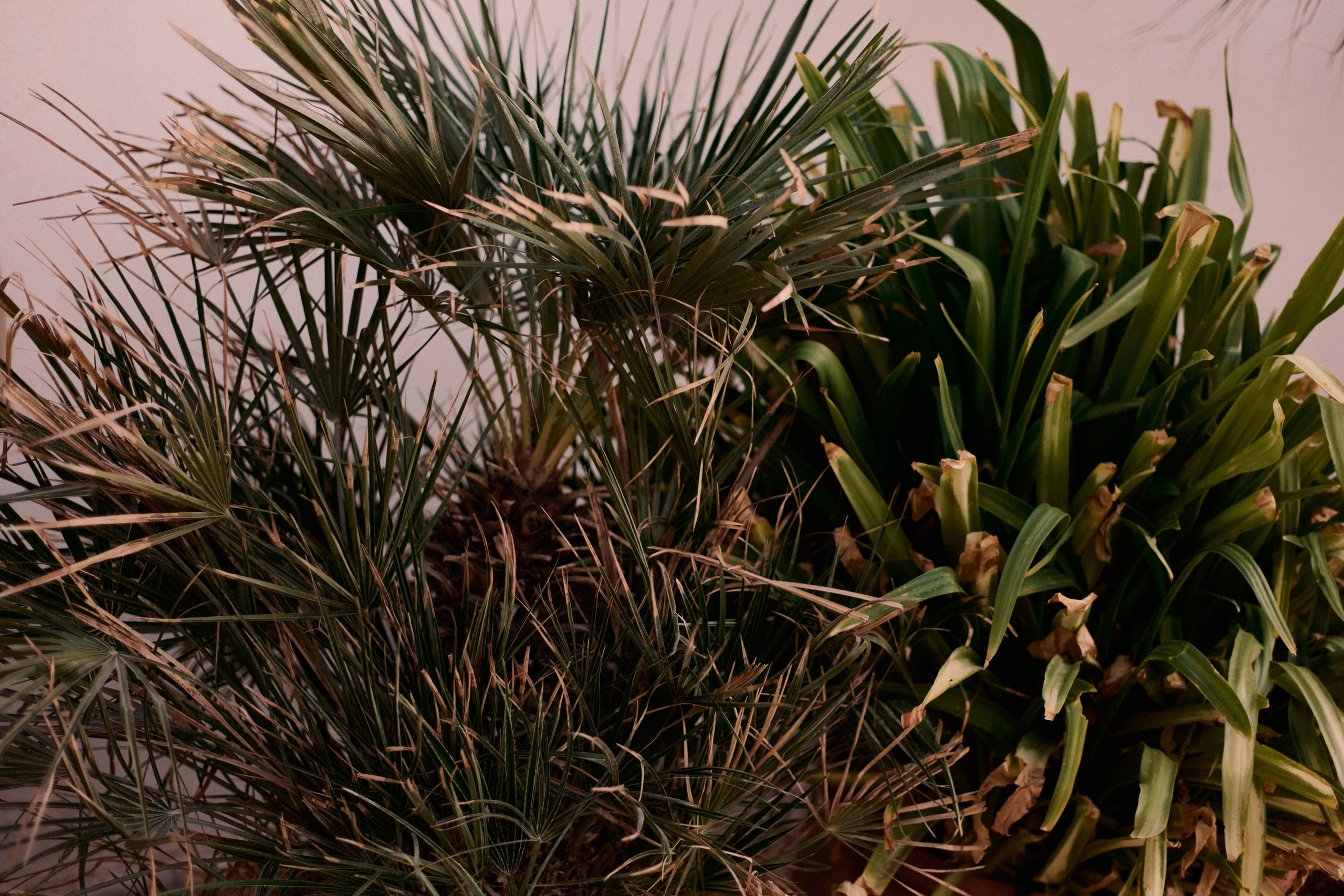 Другое 3. Jorgis Talè — photographer, kind person, teacher of arts and other mag