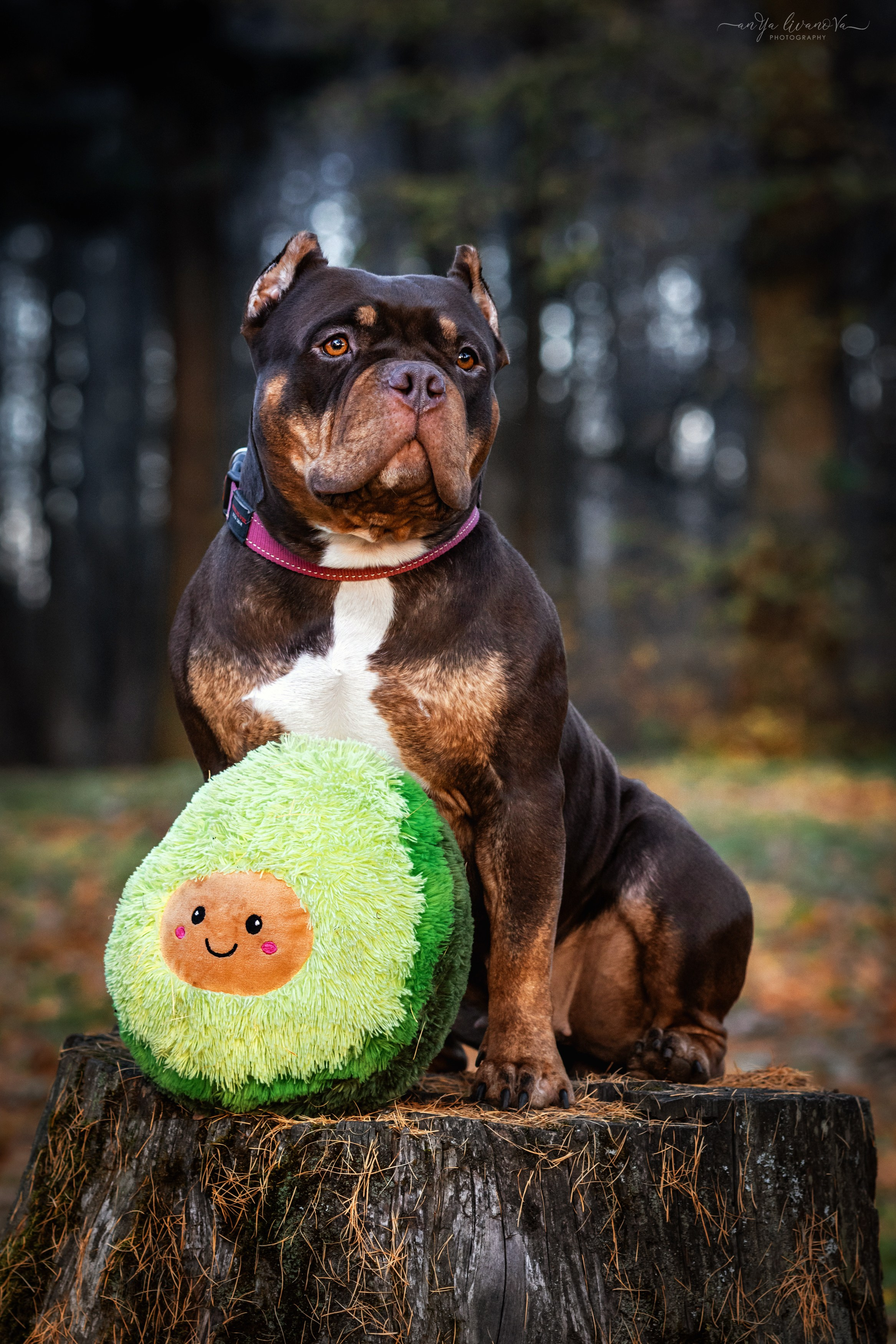 Луна. Фотограф анималист Аня Ливанова | Рыбинск