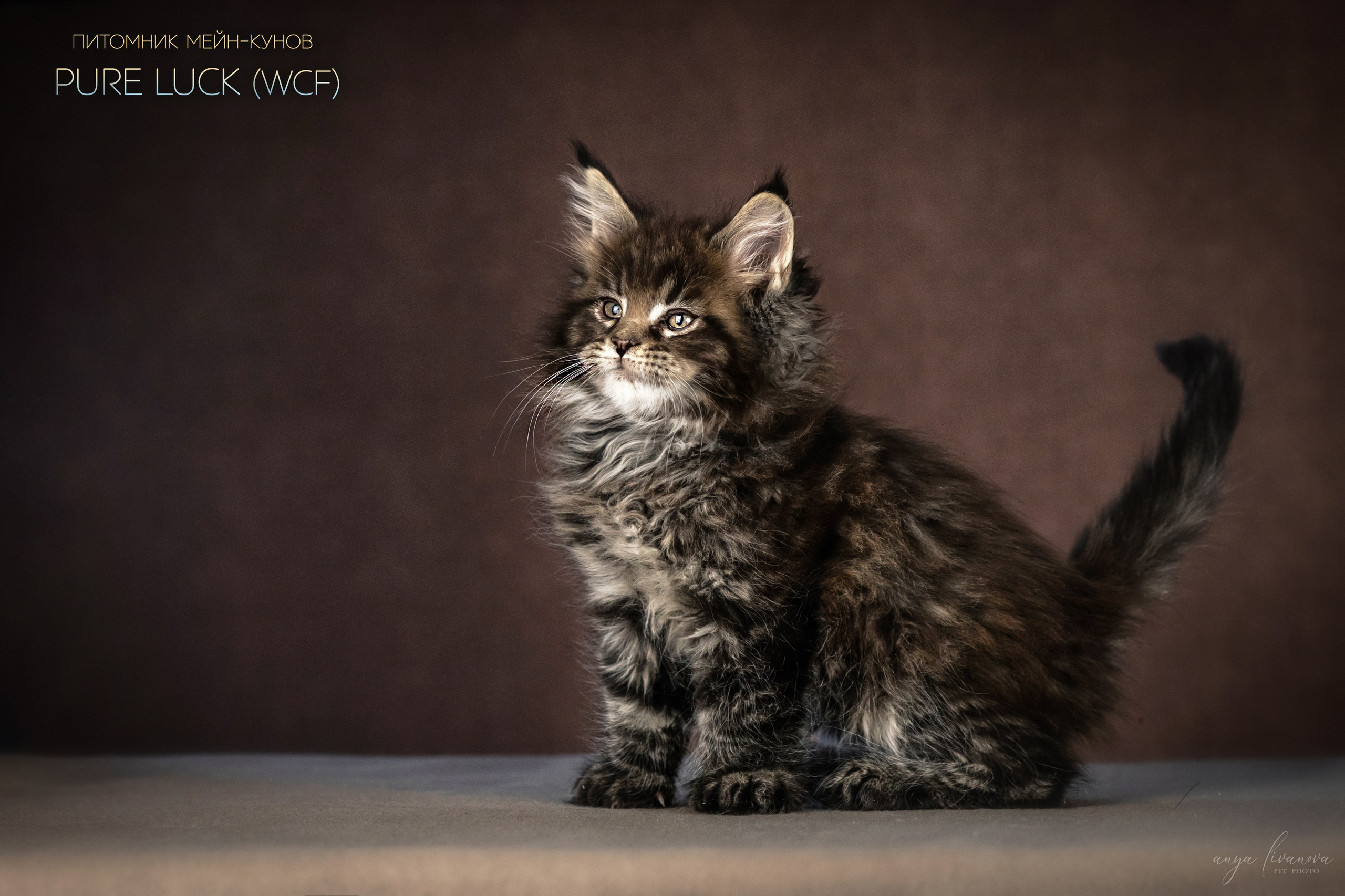 Мейнкуны. Фотограф анималист Аня Ливанова | Рыбинск